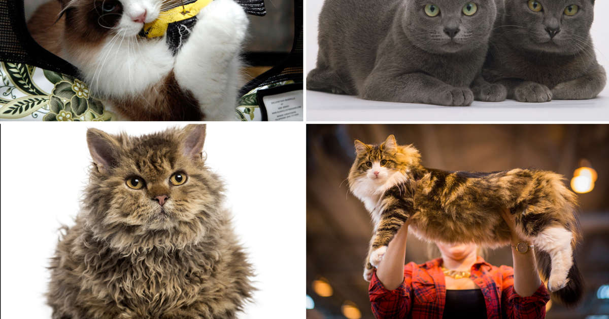 20 Of The Most Expensive Cat Breeds