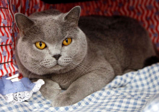 Slide 10 of 21: A British shorthair cat named Renegade, representing John McCain, sits in his cage at a "vote for your favorite DemoCat or RepubliCat" event, at the CFA-Iams Cat Championship, in New York, October 18, 2008. The cat show runs through the weekend at Madison Square Garden and includes show cats, trained cats and rescued cats looking for a good home. REUTERS/Chip East (UNITED STATES)...