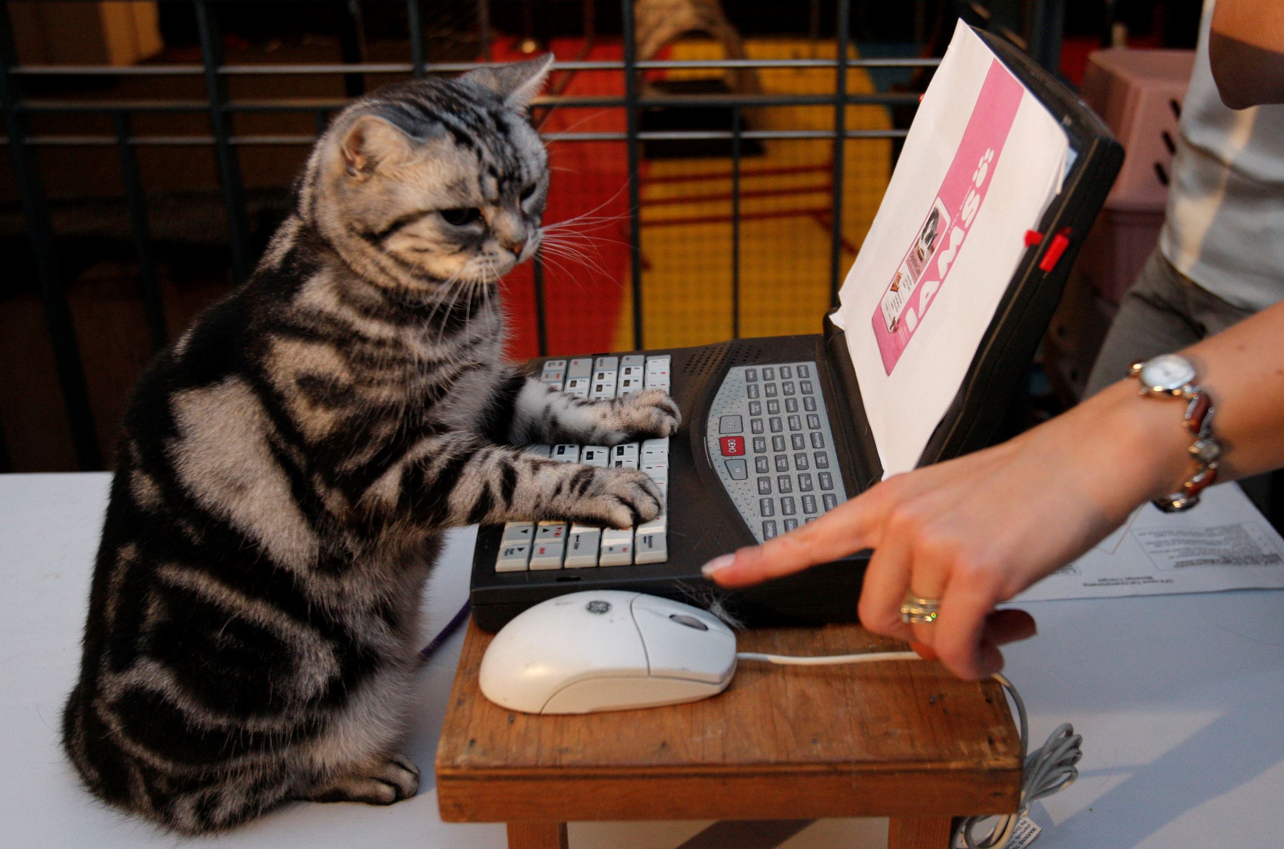 Slide 9 of 21: Maverick, an American Shorthair cat, listens to cues from his trainer, Karen Thomas, while performing at a press preview, Wednesday, Oct. 10, 2007, for the 5th Annual CFA-Iams Cat Championship cat show in New York. The show will be held on Saturday and Sunday at Madison Square Garden. (AP Photo/Julie Jacobson)