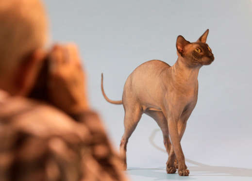 Slide 14 of 21: A Canadian Sphynx cat poses for a photographer during an international "Pet Expo" show in Riga March 30, 2013. REUTERS/Ints Kalnins (LATVIA - Tags: ANIMALS SOCIETY)