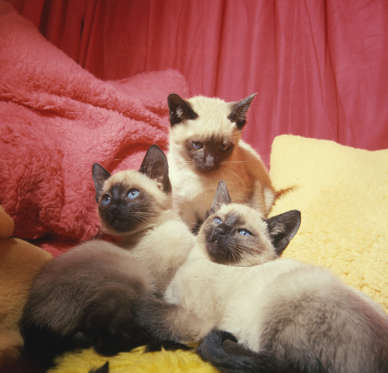 Slide 5 of 21: A litter of Seal-pointed Siamese kittens at the National Cat Show in London.