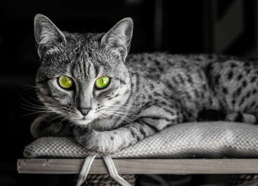 Slide 4 of 21: Black and White image of an Egyptian Mau cat with startling green eyes looking straight at camera