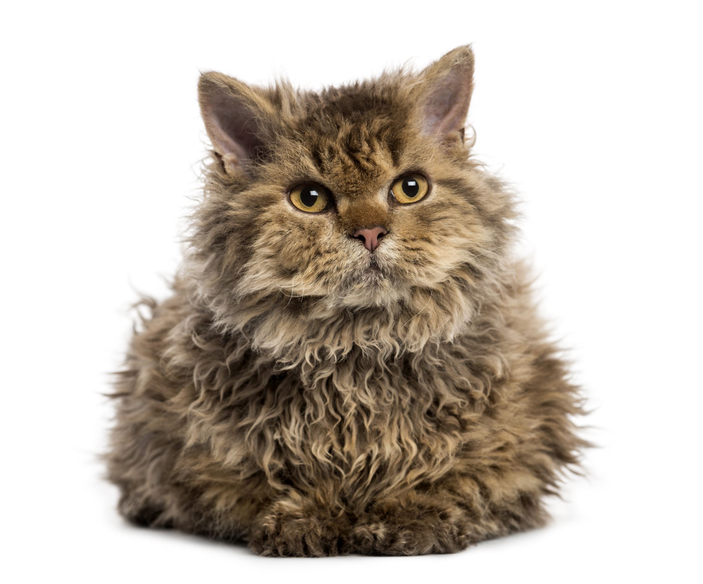 Slide 7 of 21: Front view of a Selkirk rex lying, isolated on white