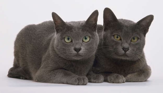 Slide 6 of 21: Two blue Korat cats (Felis silvestris catus), seated together, looking at camera.