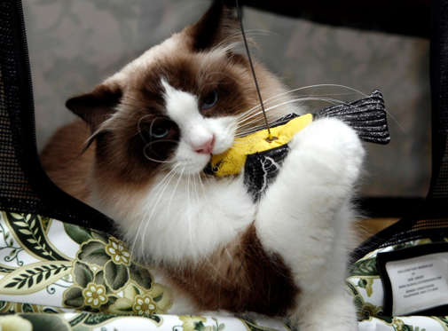 Slide 12 of 21: Lardy, a Ragdoll cat, plays with a toy bird during a media preview for The Cat Fanciers' Association 5th Annual CFA-Iams Cat Championship in New York October 10, 2007. REUTERS/Shannon Stapleton (UNITED STATES)