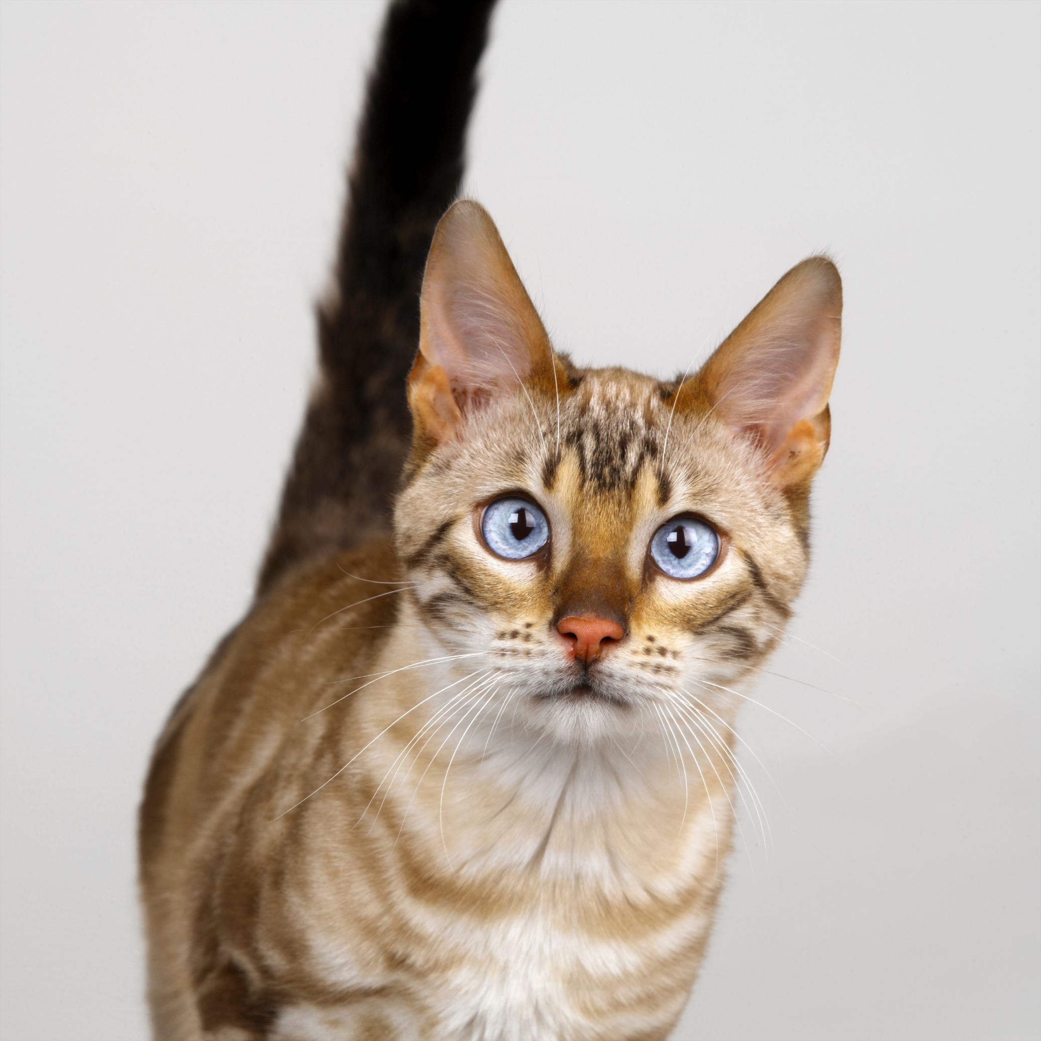 Slide 19 of 21: VARIOUS Bengal Blue Eyed Snow