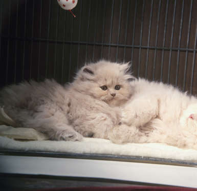 Slide 18 of 21: Cream Persian kittens pictured at the National Cat Show in London.