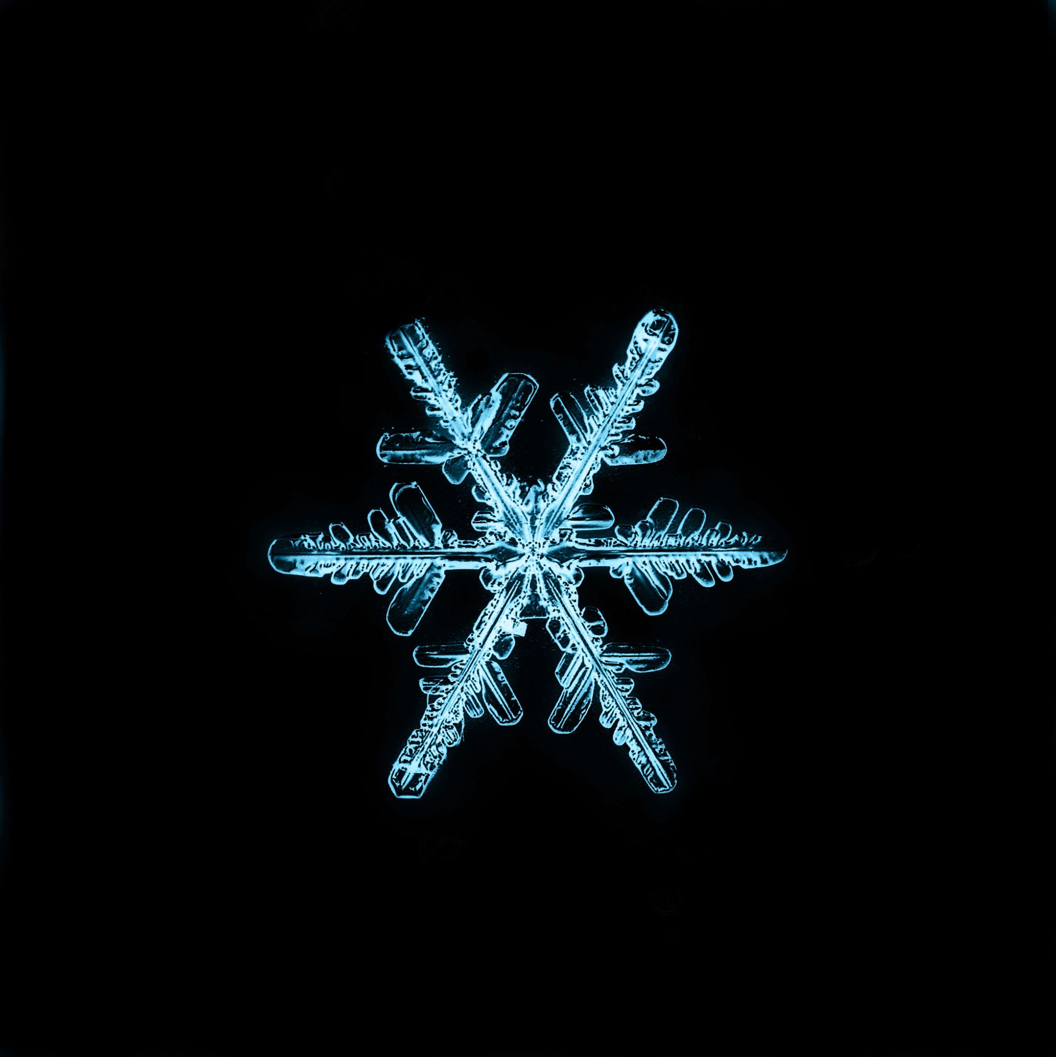 圖 每片都獨一無二顯微鏡下的雪花結晶