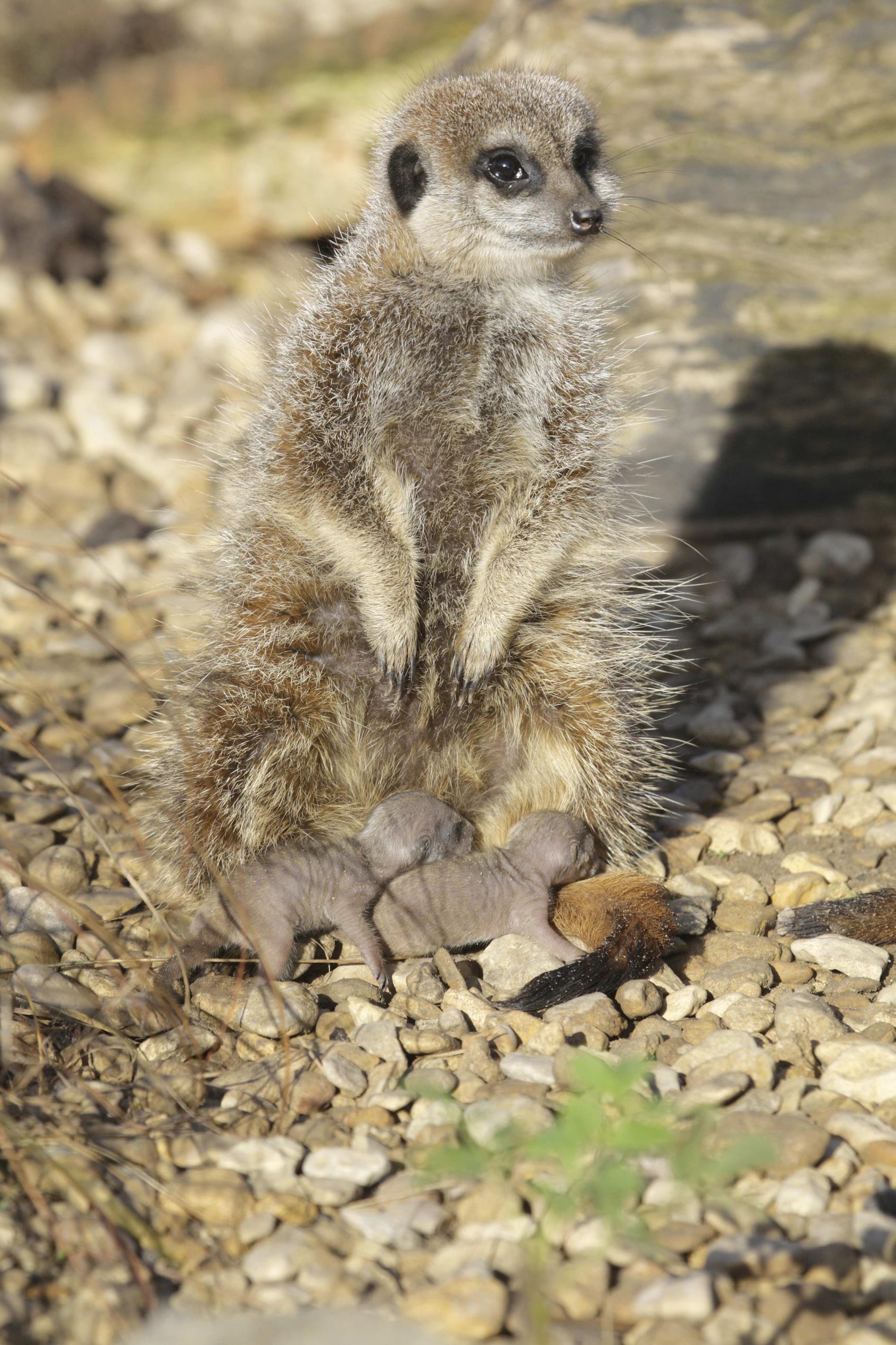 かなりレア 珍しい動物の赤ちゃん連発