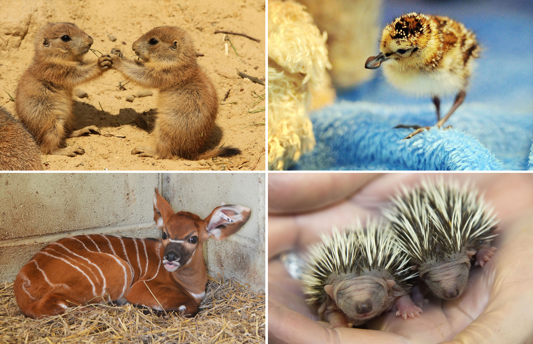 かなりレア 珍しい動物の赤ちゃん連発