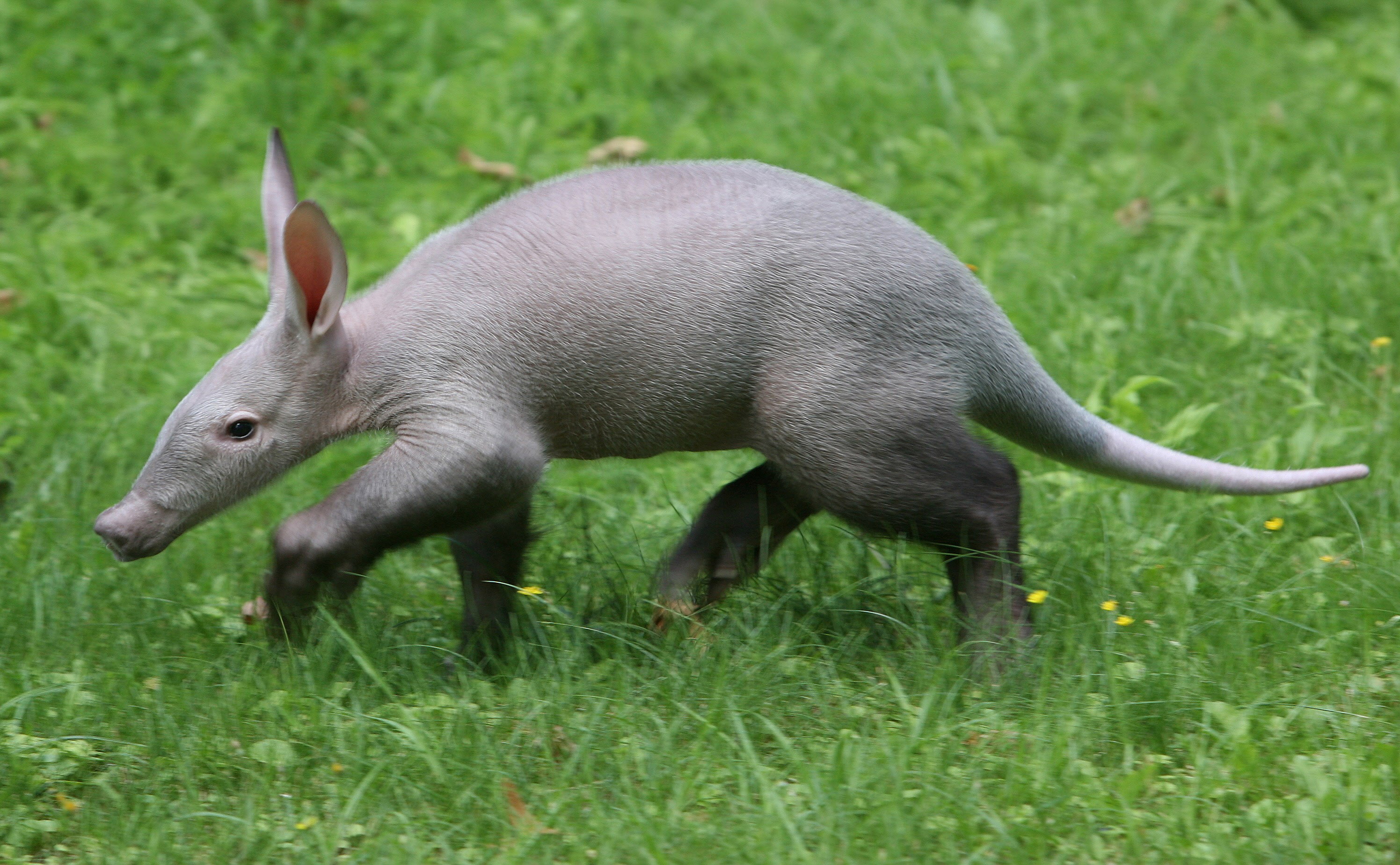 かなりレア 珍しい動物の赤ちゃん連発