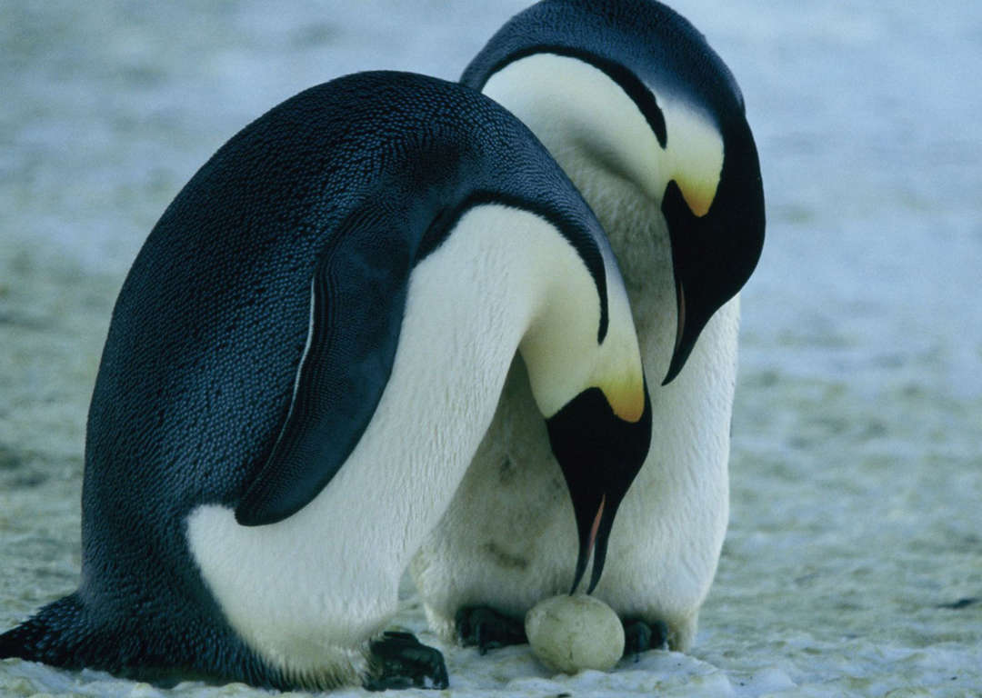 実は謎だらけ 知られざるペンギンの生態