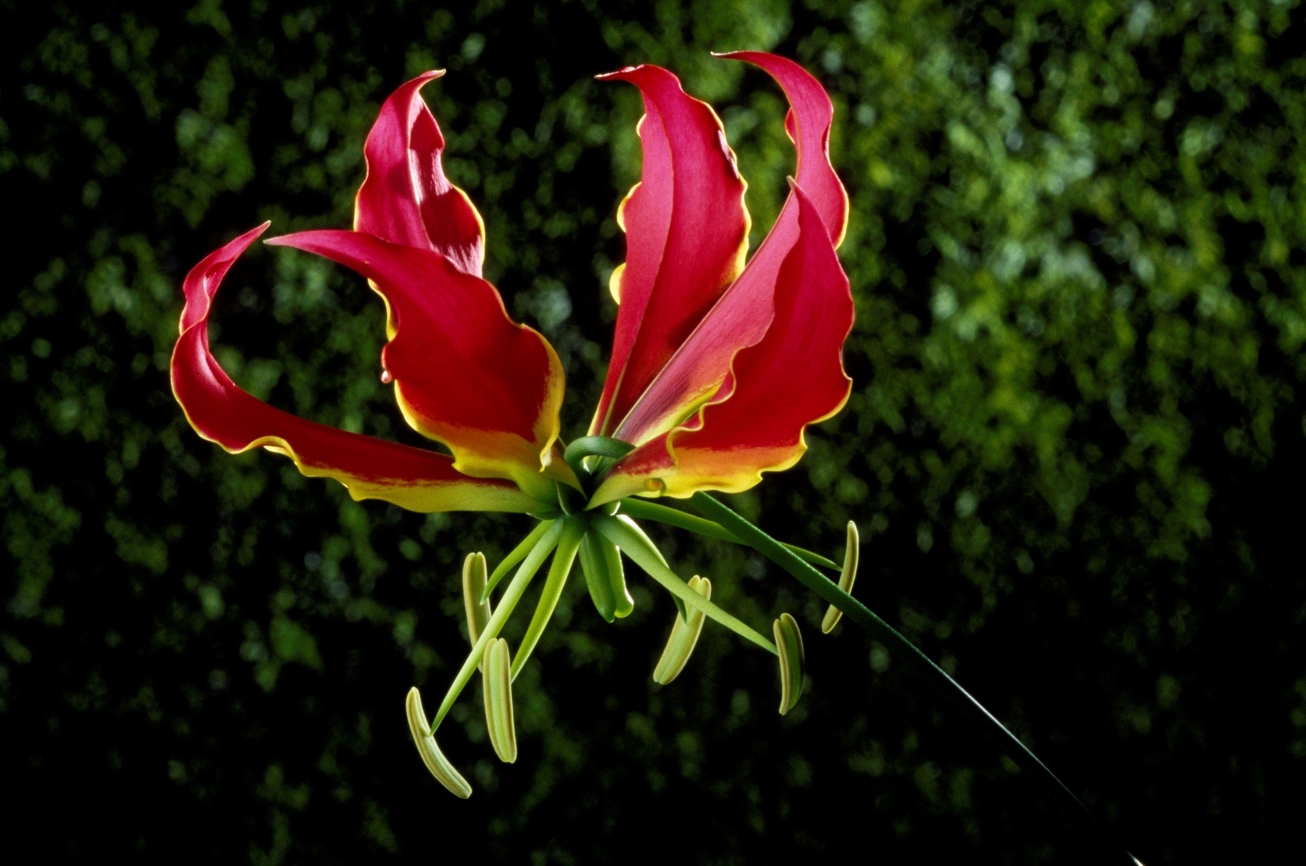 Descubra Quais Sao As Flores Mais Raras Do Mundo