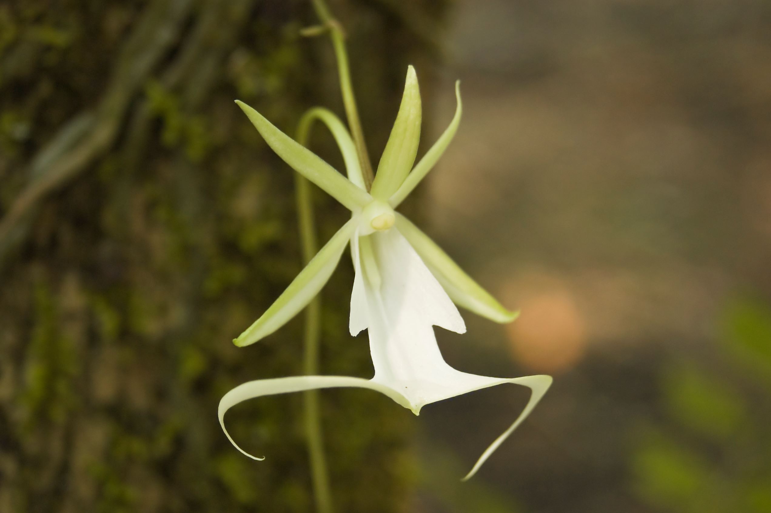 16 of the rarest flowers on earth