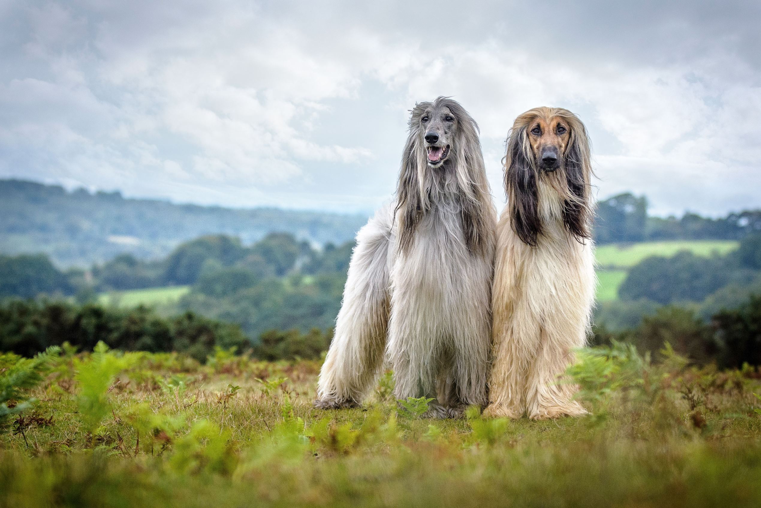 Афганская собака фото Фото афганской борзой (76 фотографий)