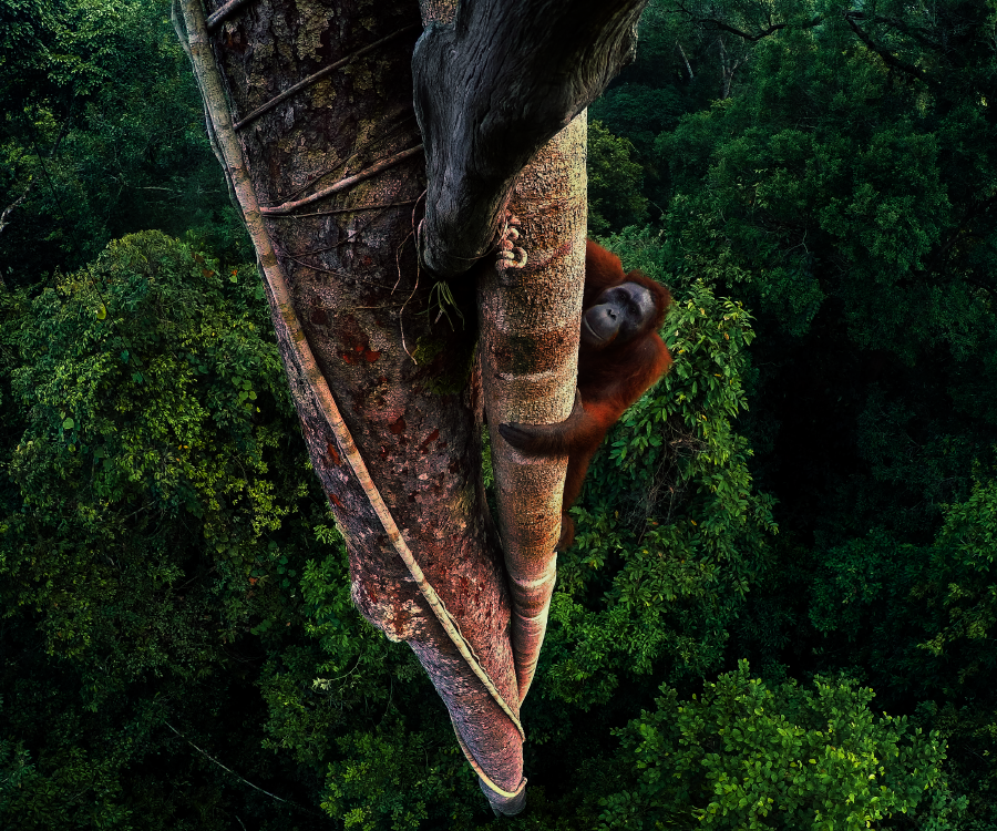 Plight of the Orangutan: Inside the Wildlife Photographer of the Year ...