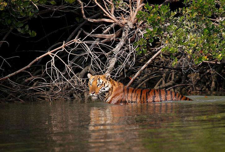 The world's largest mangrove trees, the Royal Bengal tiger and many more endangered species can be found in the Sundarbans forests. The biosphere is located at the mouths of the Ganges and Brahmaputra rivers. Best Time To Visit: September to March: Sundarbans National Park - For Nature Lovers