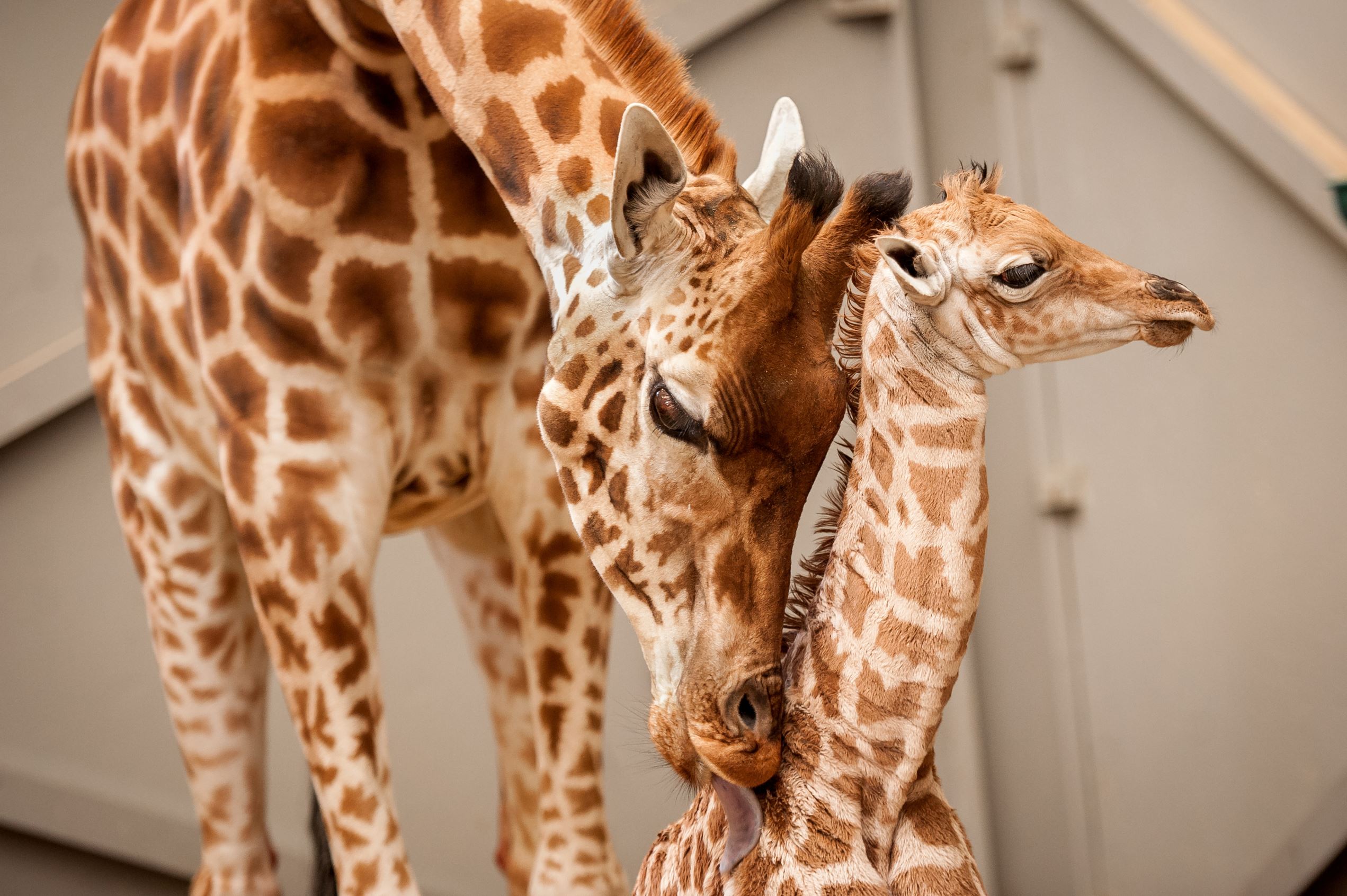 Сколько детенышей жирафа родилось за 2 года. Жираф жирафиха Жирафенок. Детеныш жирафа. Жираф с детенышем. Животные Италии.