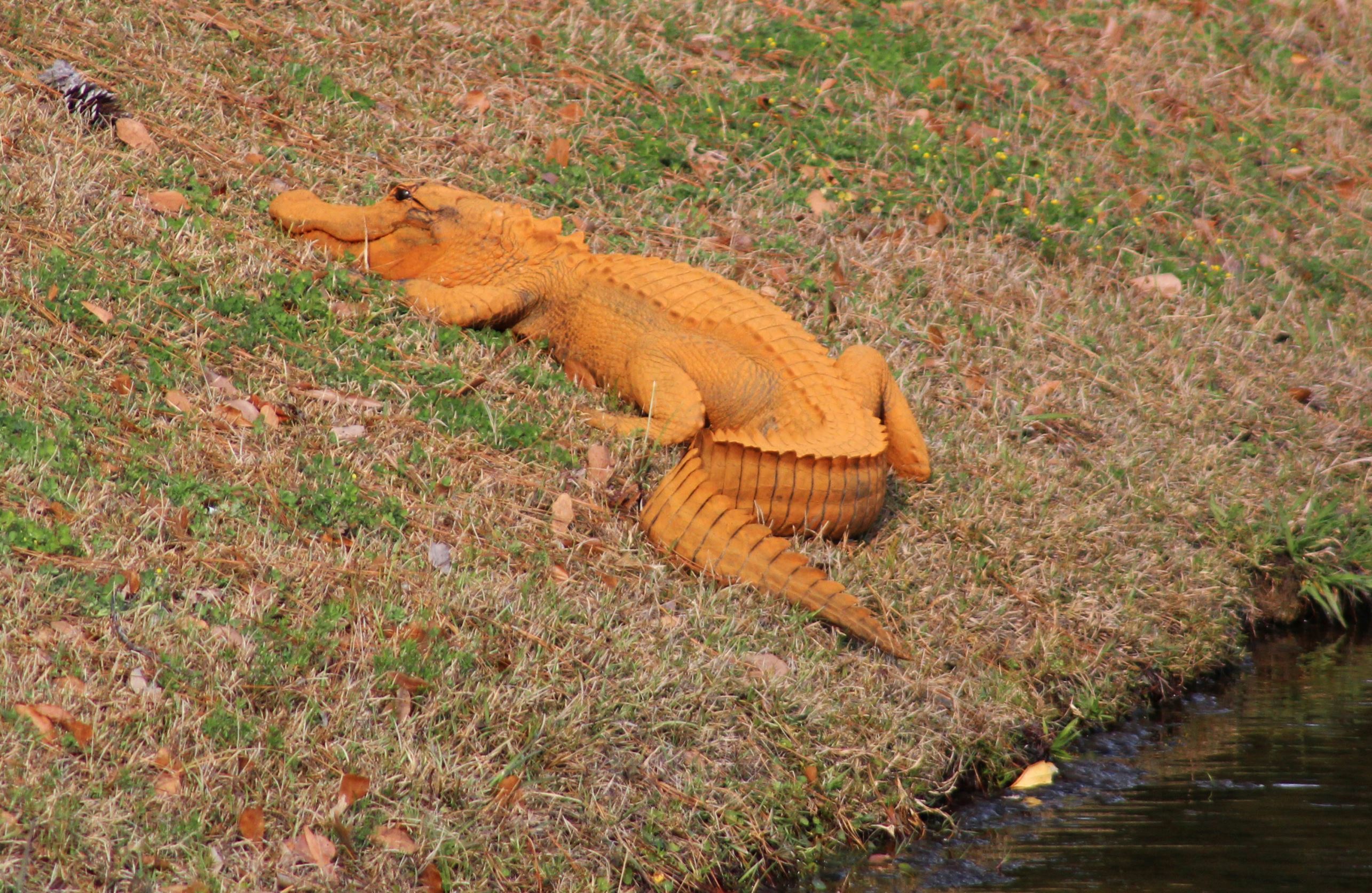 Slide 1 of 34: In a photo provided by Stephen Tatum, an orange alligator is seen near a pond in Hanahan, S.C. Photos show the 4- to 5-foot-long alligator on the banks of a retention pond at the Tanner Plantation neighborhood. Jay Butfiloski with the South Carolina Department of Natural Resources says the color may come from where the animal spent the winter, perhaps in a rusty steel culvert pipe. Experts say the alligator will shed its skin and probably return to a normal shade soon.  (Stephen Tatum via AP)