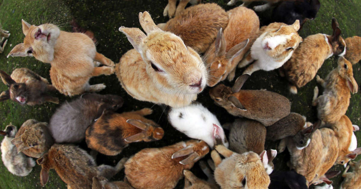 В питомнике живет несколько кроликов разного. Остров кроликов Окуносима в Японии. Много кроликов. Стадо кроликов. Зайцы много.
