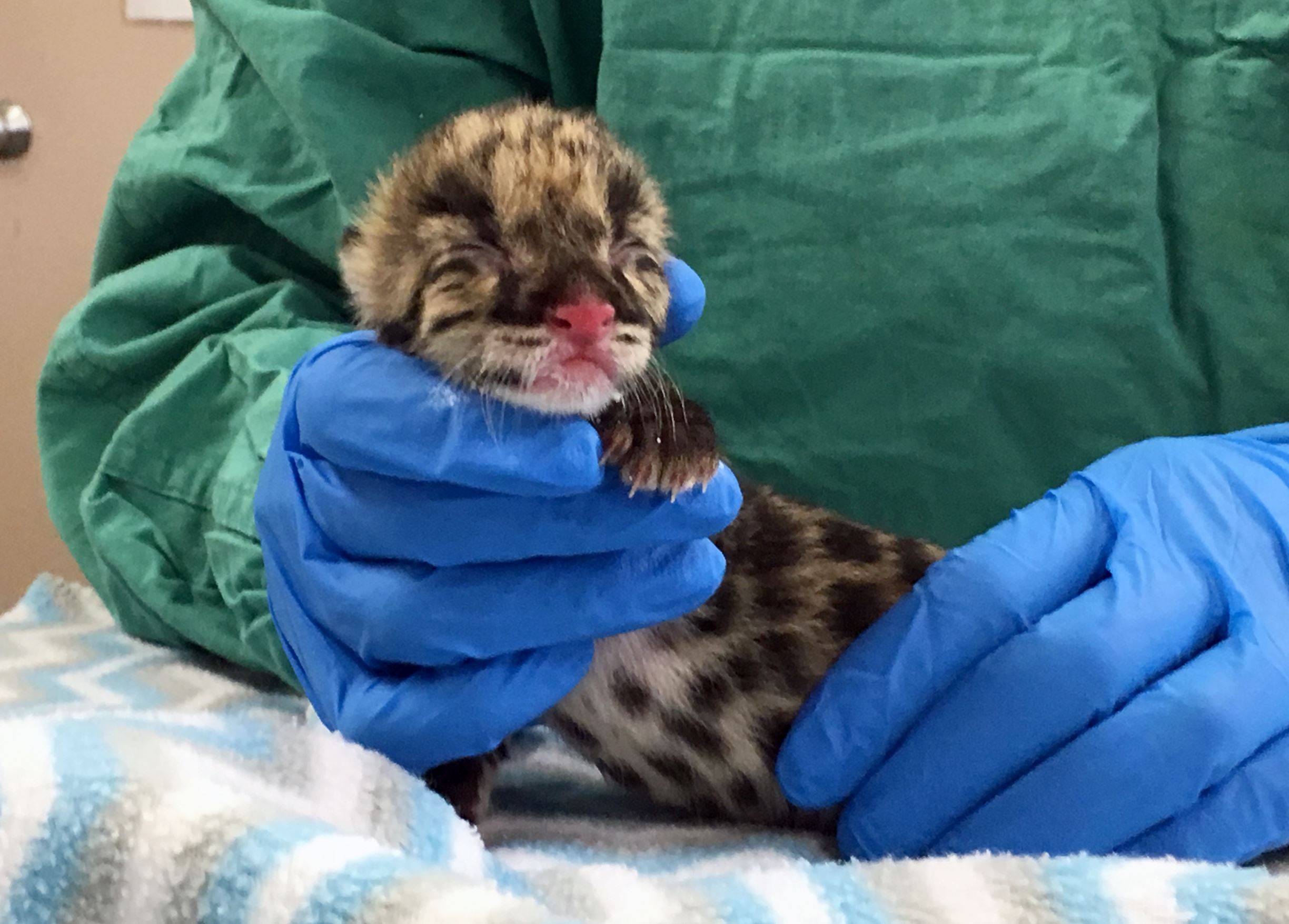 The cub. Дымчатый леопард. Дымчатый леопард маленький. Nashville Zoo.