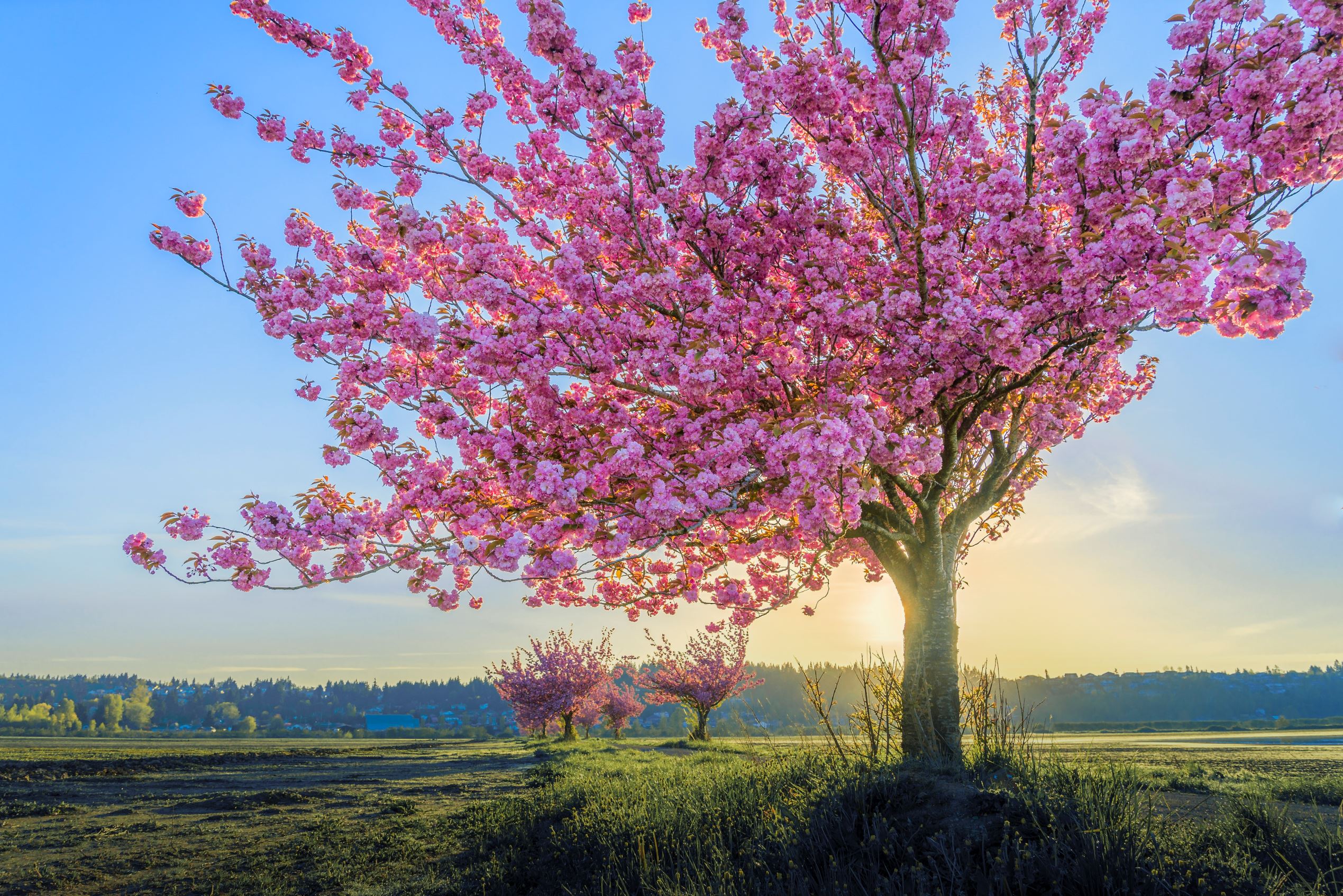 息を呑むほど美しい 世界各国 春の絶景お花畑 40選