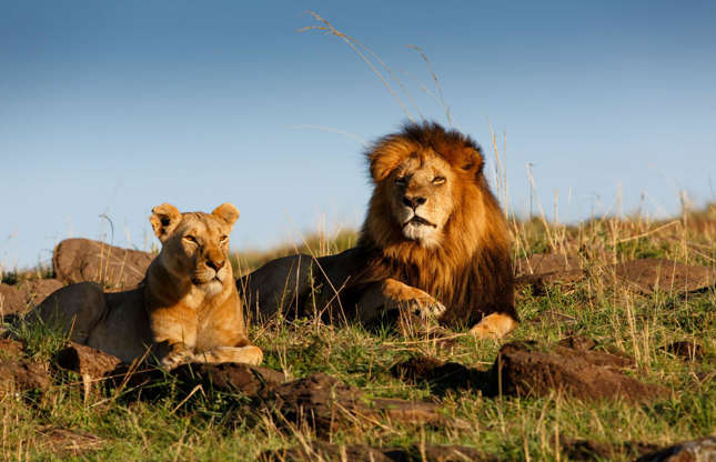 ÎÎ¹Î±ÏÎ¬Î½ÎµÎ¹Î± 34 Î±ÏÏ 37: There are many places to safari in Africa, but the Maasai Mara is the most famous, thanks to its exceptional population of lions, leopards and cheetah, as well as the annual great migration of zebras, gazelles and wildebeests to and from the Serengeti. That's not the only migration this area of the world enjoys though...