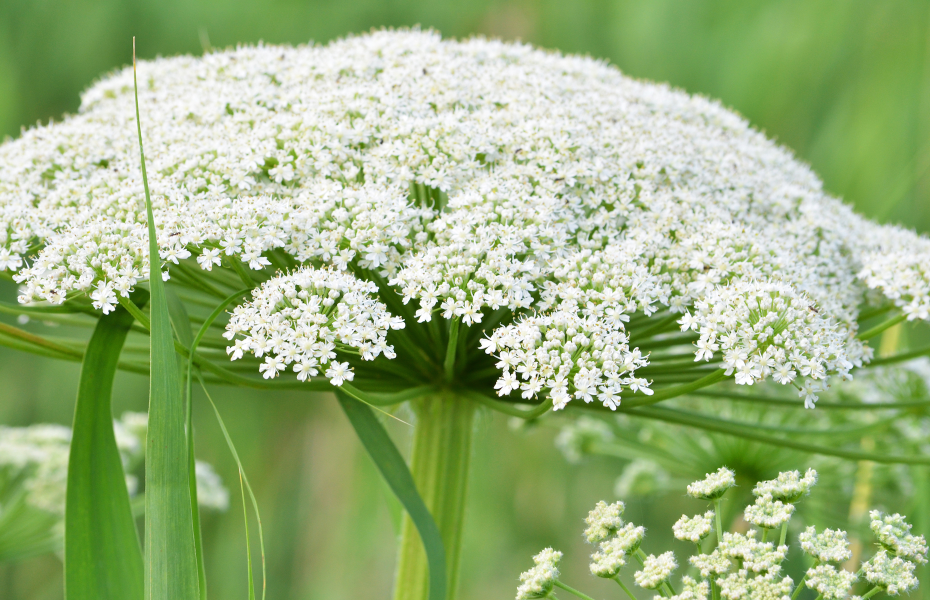 These Plants Could Kill You