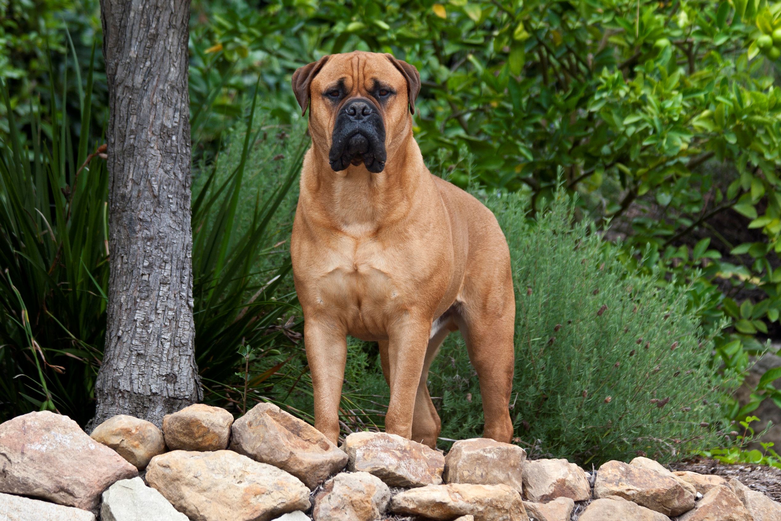 slide mountain bullmastiffs