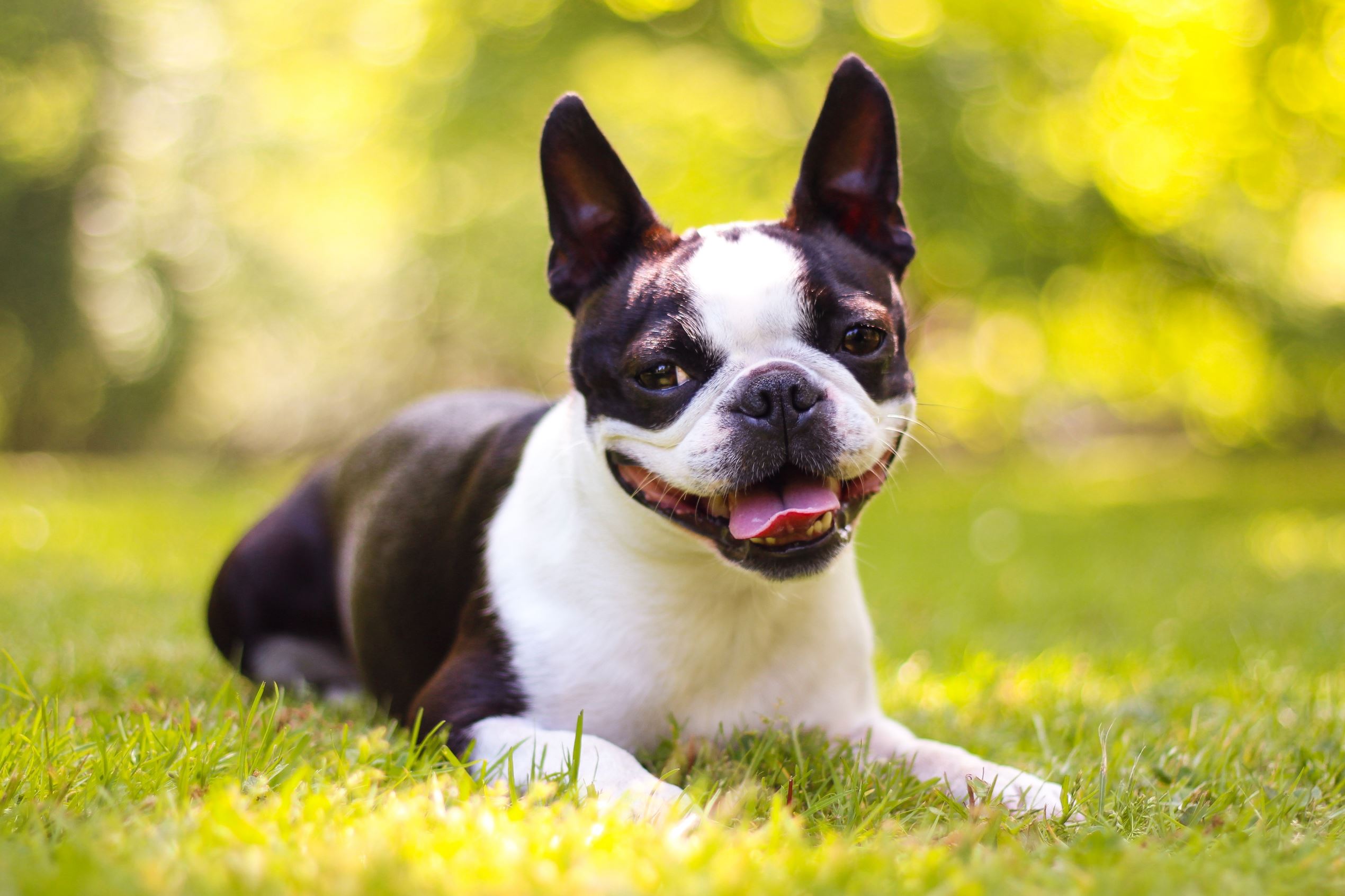 What Is The Smallest Smartest Dog