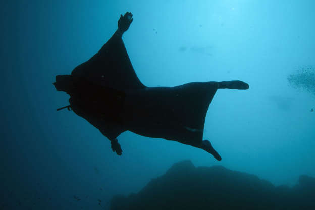 Slide 9 of 25: Monaco's free diver Pierre Frolla wearing a prototype of an ''Oceanwings' wetsuit glides through the water on August 13, 2017 in the Mediterranean sea off the coast of Monaco.  This wet suit manufactured by Aqualung, a diving equipment manufacturing company, allows divers to 'fly' through the water.