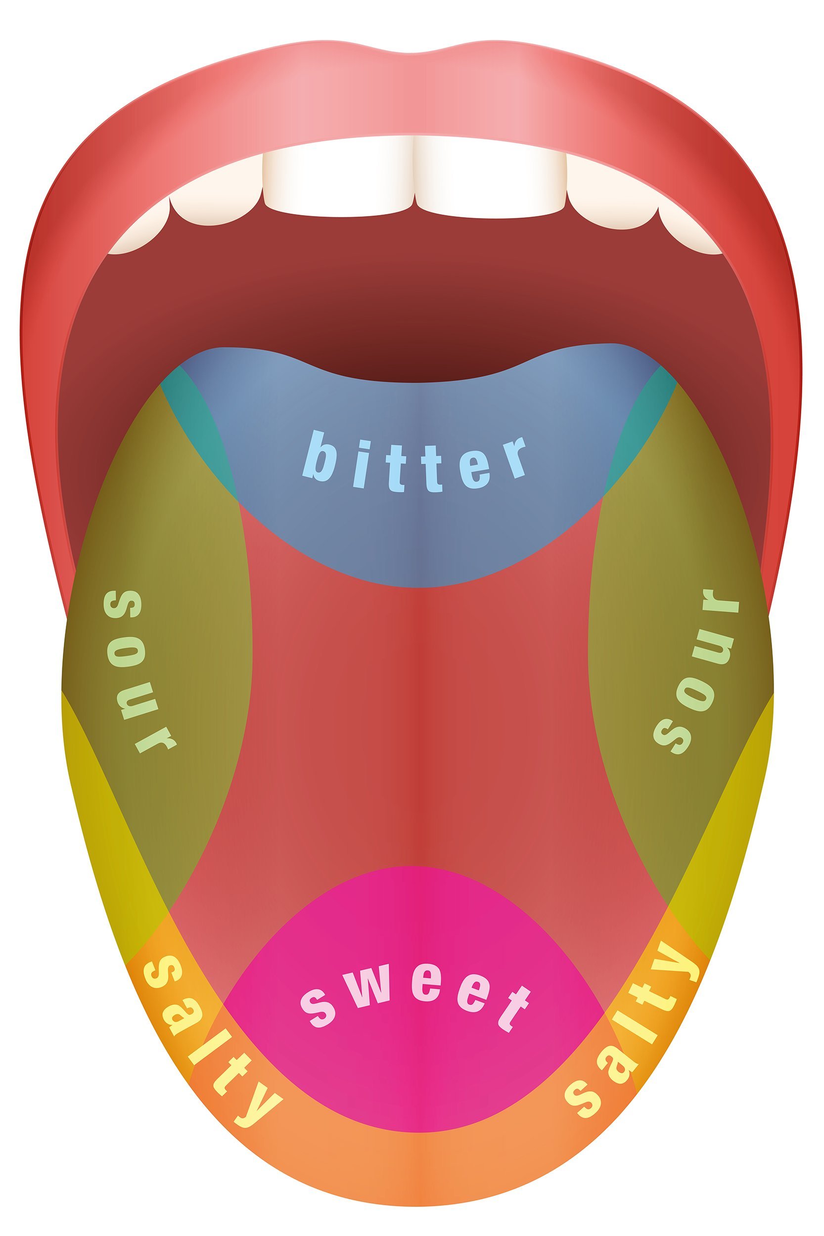 Diapositiva 7 de 36: Una parte de la lengua detecta gustos amargos. Otra la dulzura, y otras los sabores salados y amargos, según el mapa de la lengua. El mapa de la lengua dibujado en 1901 es una mentira. Los científicos ahora saben que la lengua trabaja de forma combinada para detectar todos los gustos y sensaciones.