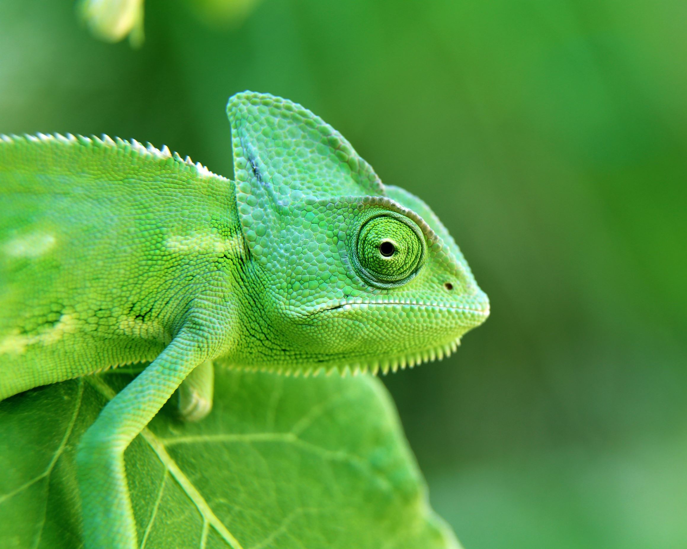Diapositiva 4 de 36: Los camaleones tienen la notable capacidad de cambiar de color, pero no es para mezclarse con el entorno y esconderse de los depredadores. Algunos camaleones cambian con la temperatura o la cantidad de estrés que están experimentando. Otros cambian de color para advertir a otros lagartos que hay un peligro. Y, por supuesto, algunos machos alegran las cosas para atraer a los camaleones femeninos.
