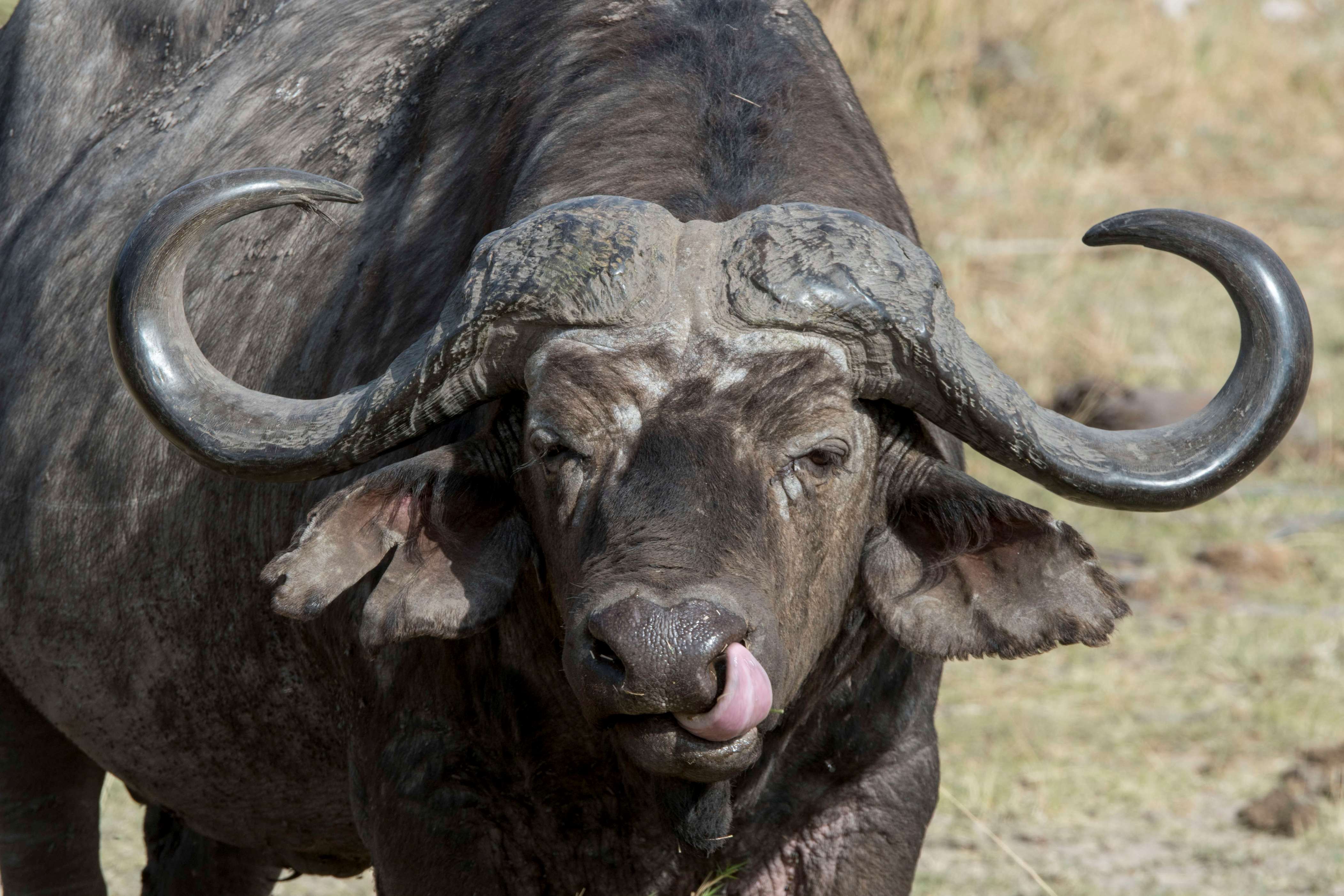 Unique animals of South Africa