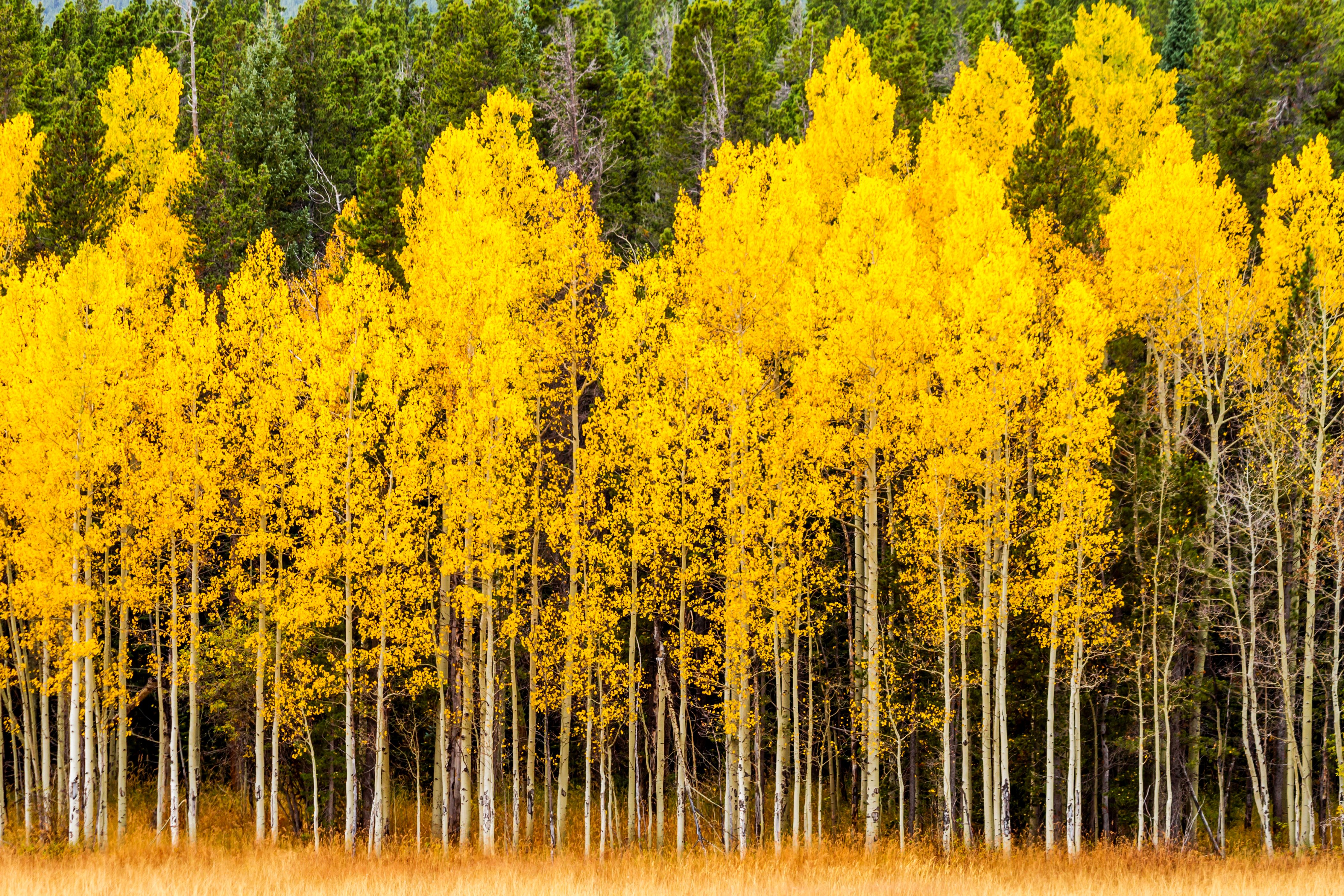 Beautiful fall tree species  Where to see them Travel 