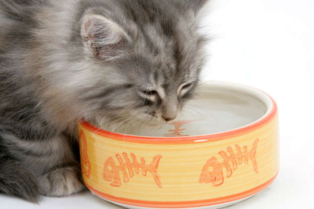 Slide 5 de 50: Maine Coon kitten, 8 weeks old, drinking water from a china bowl.
