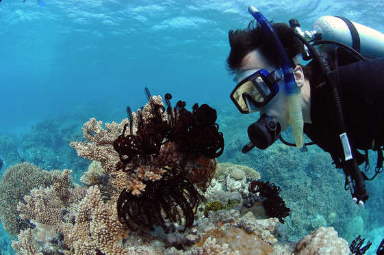 Diapositiva 20 de 24: La barrera de corales más grande del mundo: La Gran Barrera Coralina en Australia