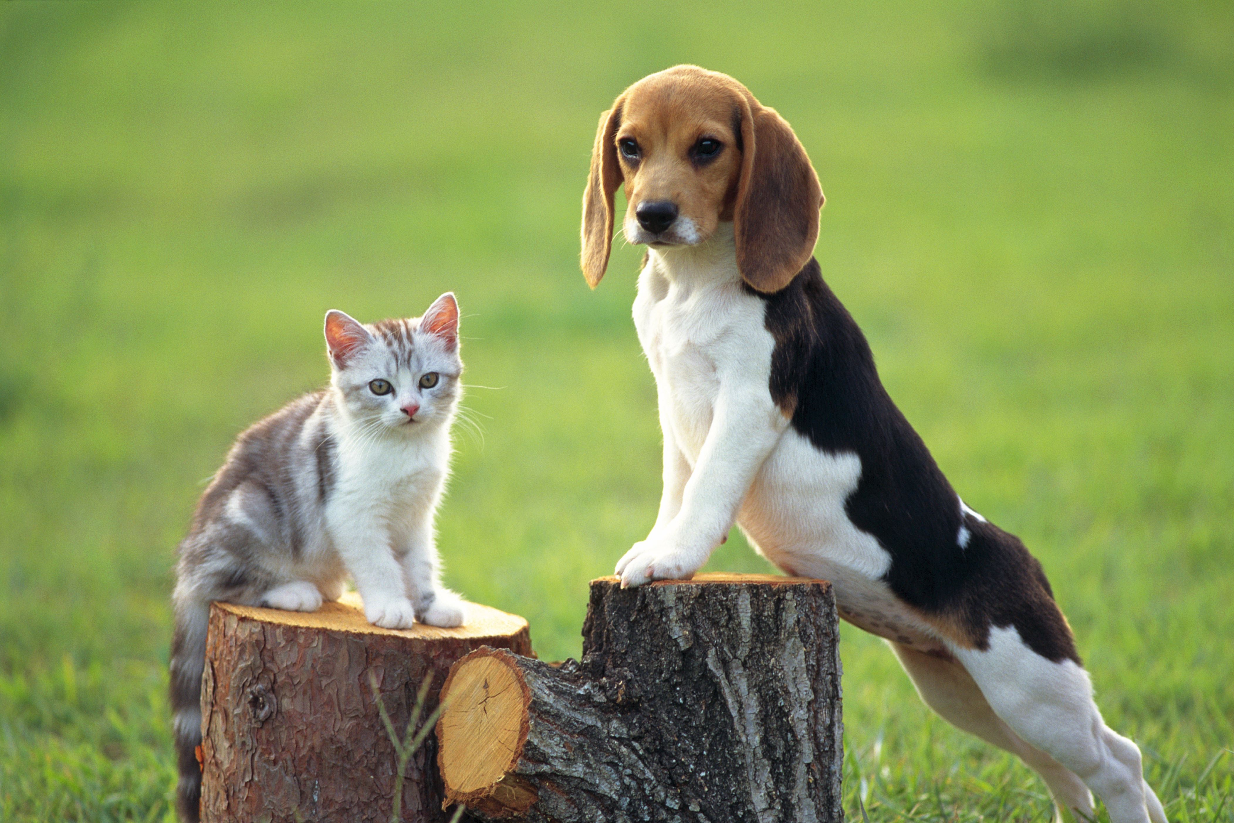 見るだけで癒される犬と猫の仲良し写真集