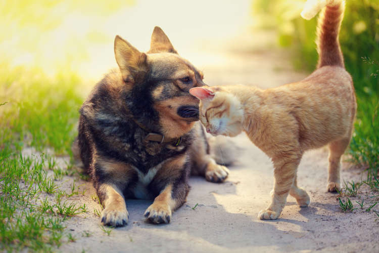見るだけで癒される犬と猫の仲良し写真集