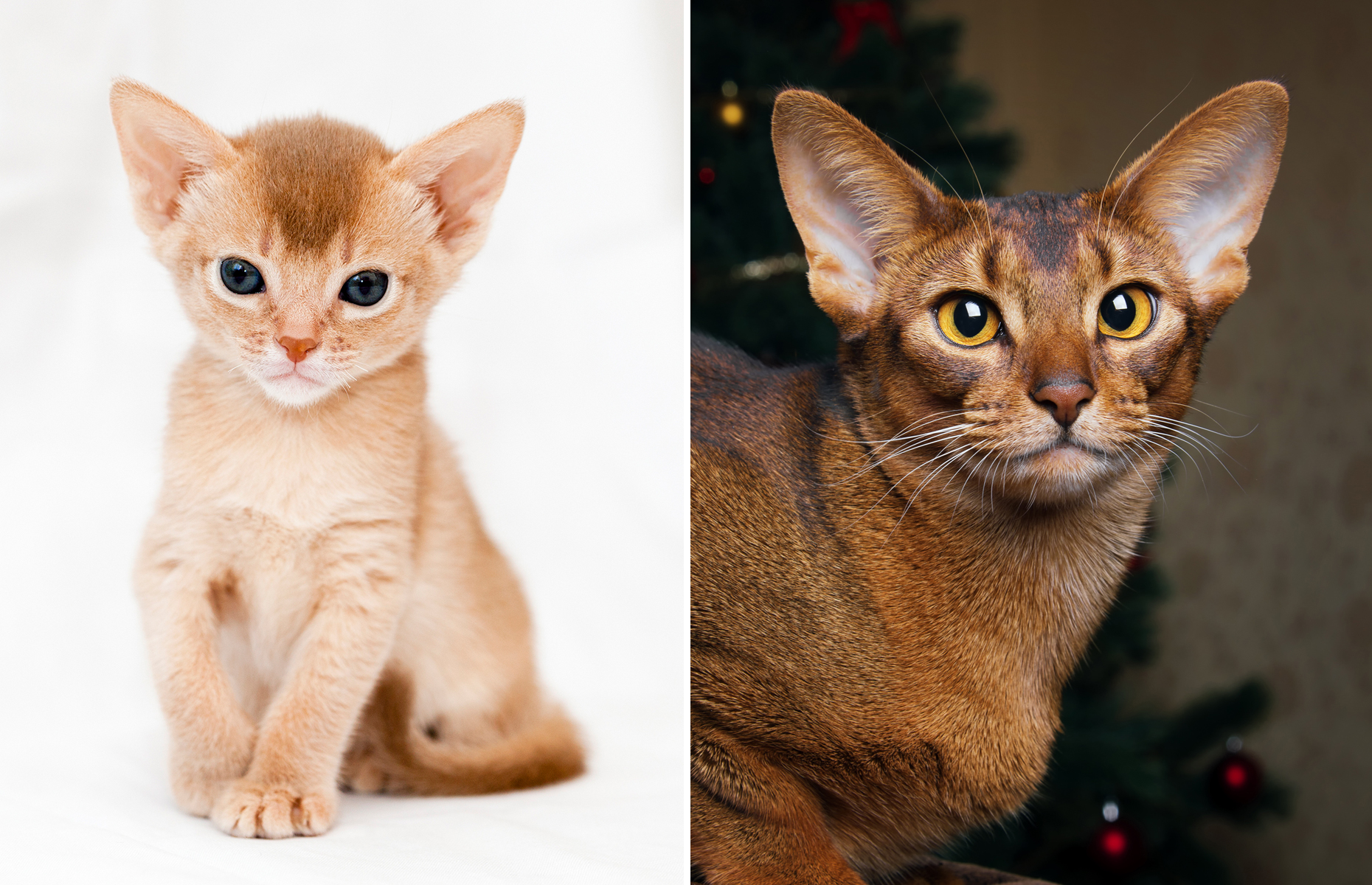 In photos: Cat breeds as kittens and adults