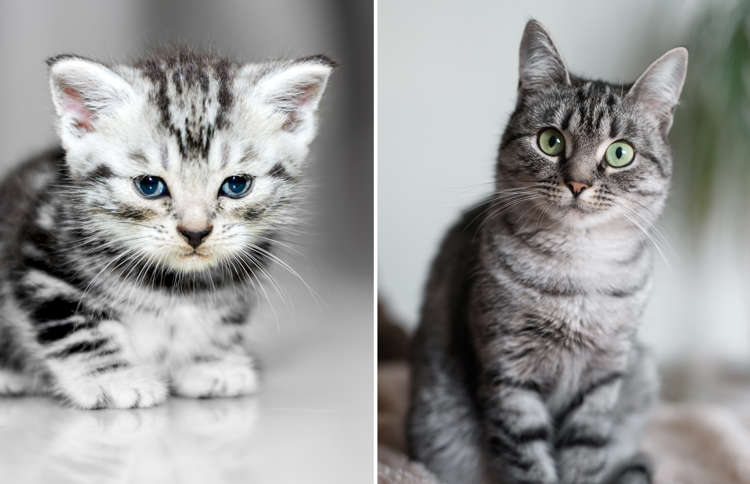 子猫が成長したらどう変わる 世界の猫 ビフォーアフター 写真集