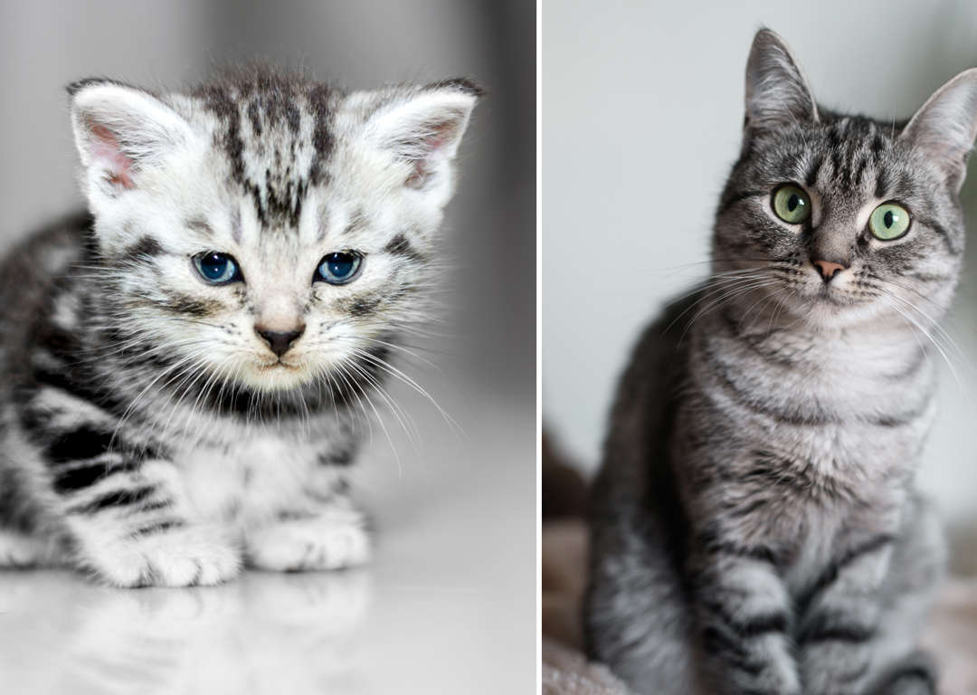 子猫が成長したらどう変わる 世界の猫 ビフォーアフター 写真集