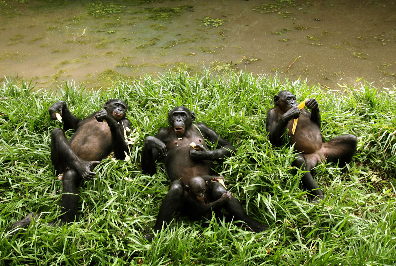 Διαφάνεια 25 από 36: Bonobo apes, a primate unique to Congo and humankind's closest relative, rest at a sanctuary just outside the capital Kinshasa, October 31, 2006. Scientifically named Pan paniscus, but more commonly known as pygmy chimpanzees, bonobos share 98.4% of their genetic make-up with humans, but are at risk of extinction due to more than a decade of conflict in Central Africa.