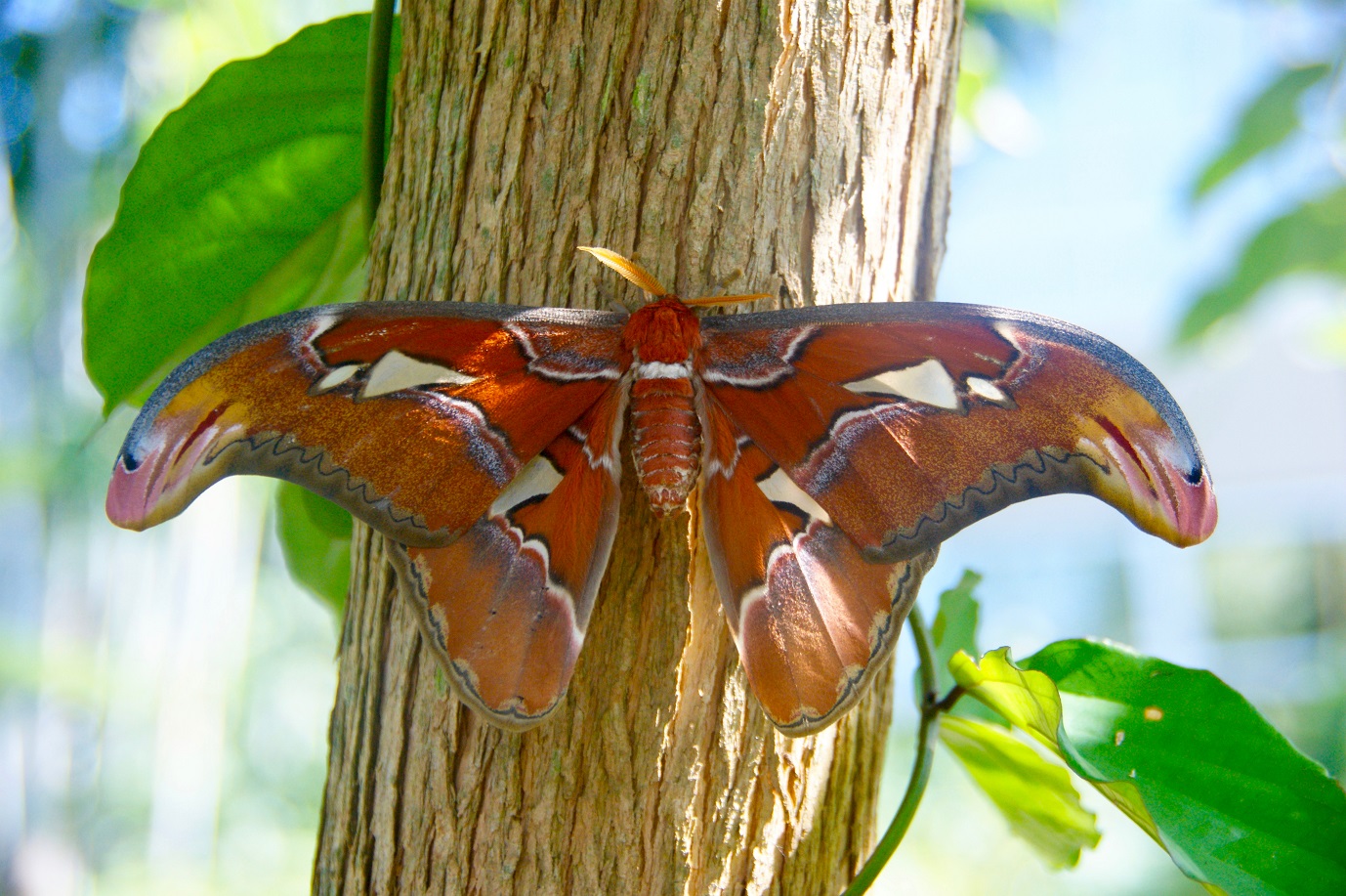 Diapositiva 14 de 30: Polilla Atlas