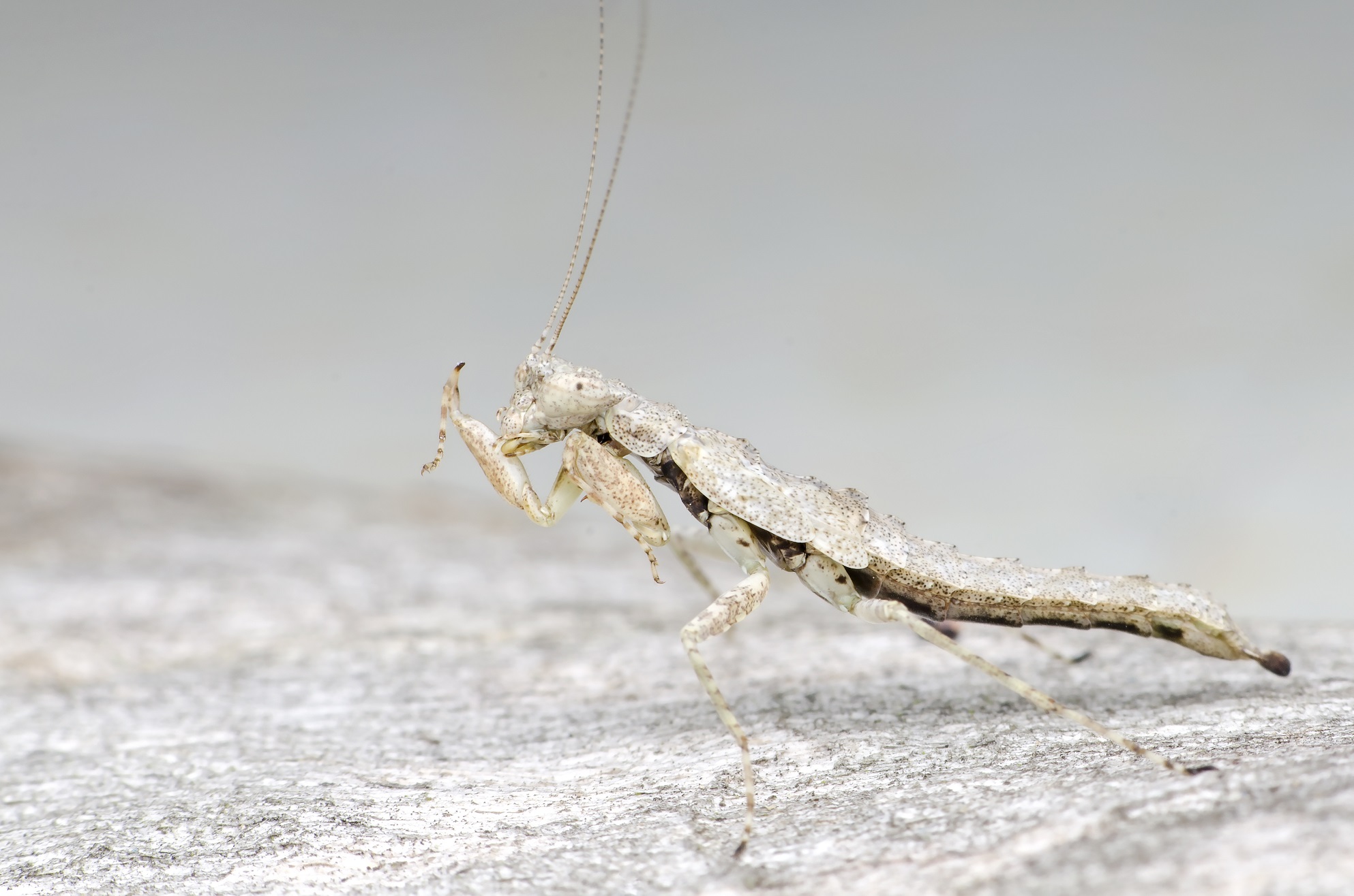 Diapositiva 29 de 30: Mantis gigante de Malasia