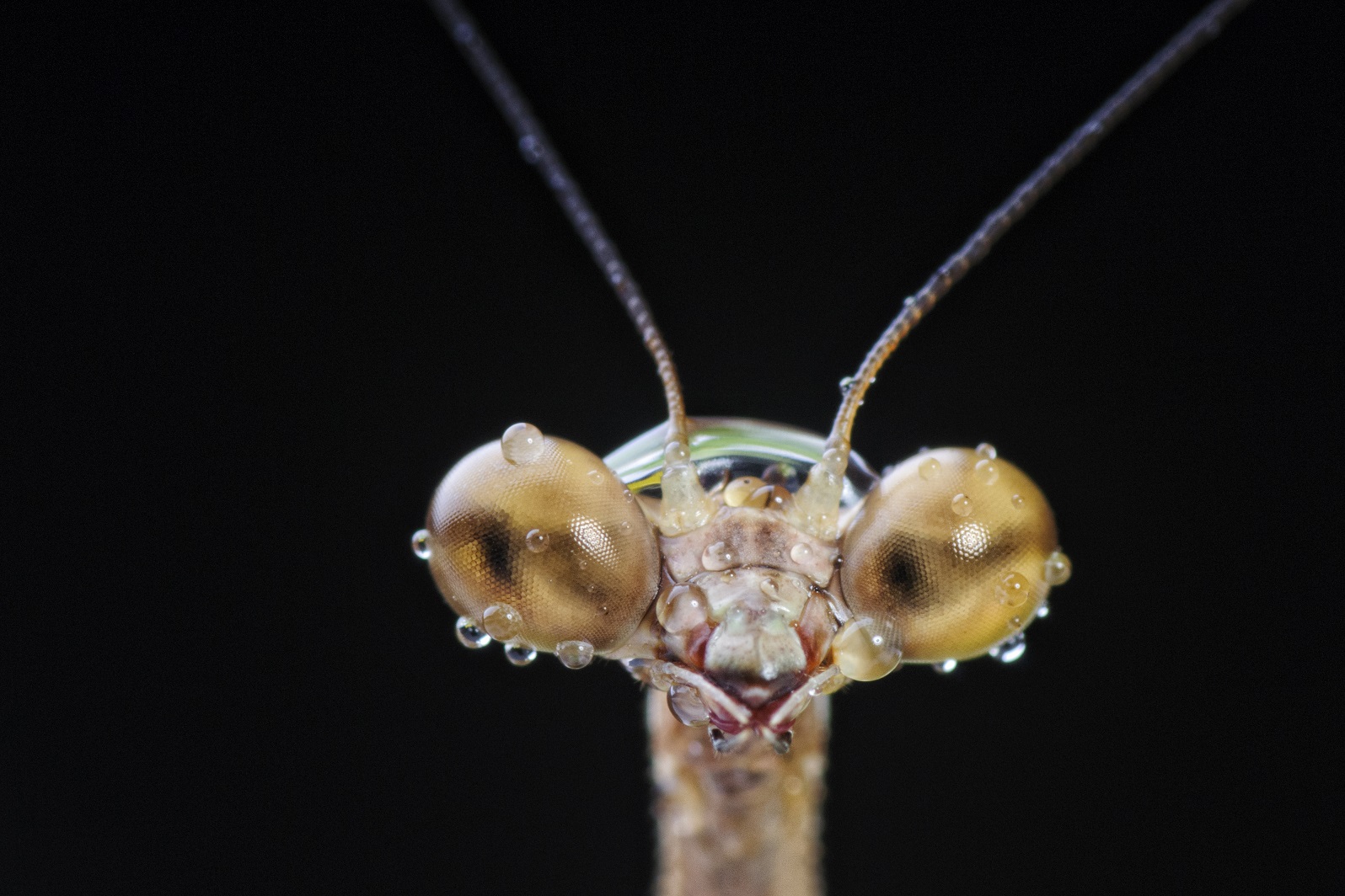 Diapositiva 28 de 30: Mantis gigante de Malasia