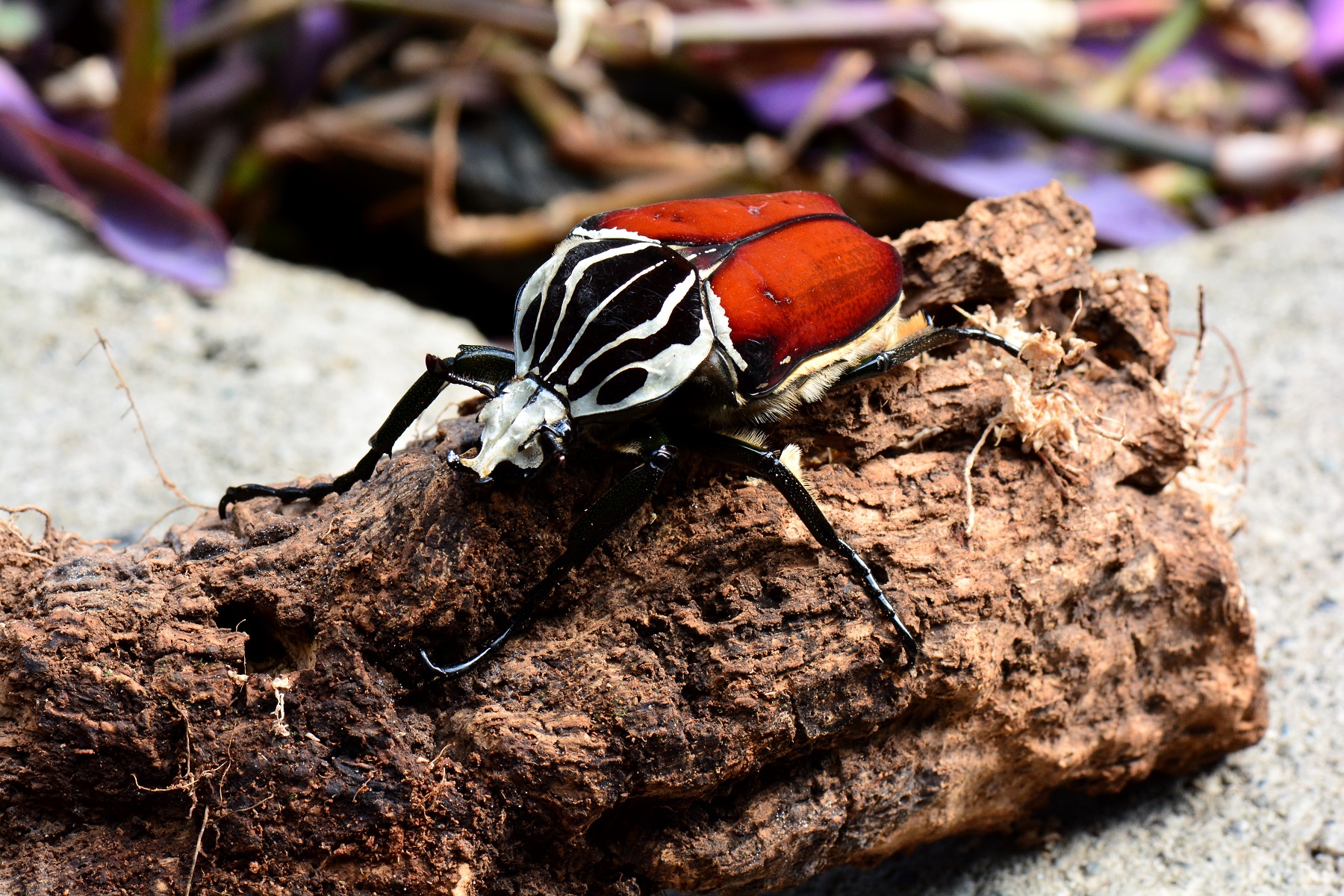 Diapositiva 6 de 30: Escarabajo Goliat