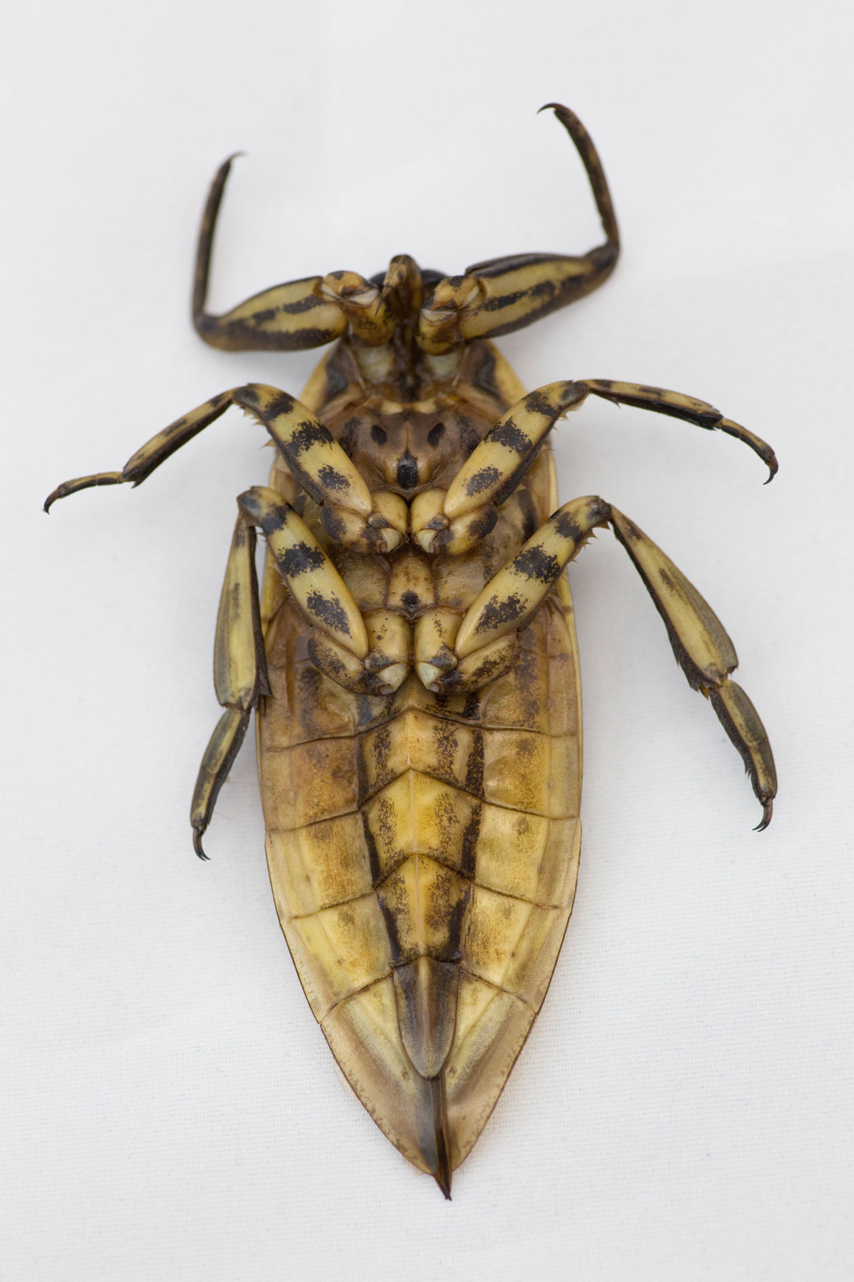 Diapositiva 26 de 30: Chinche de agua gigante