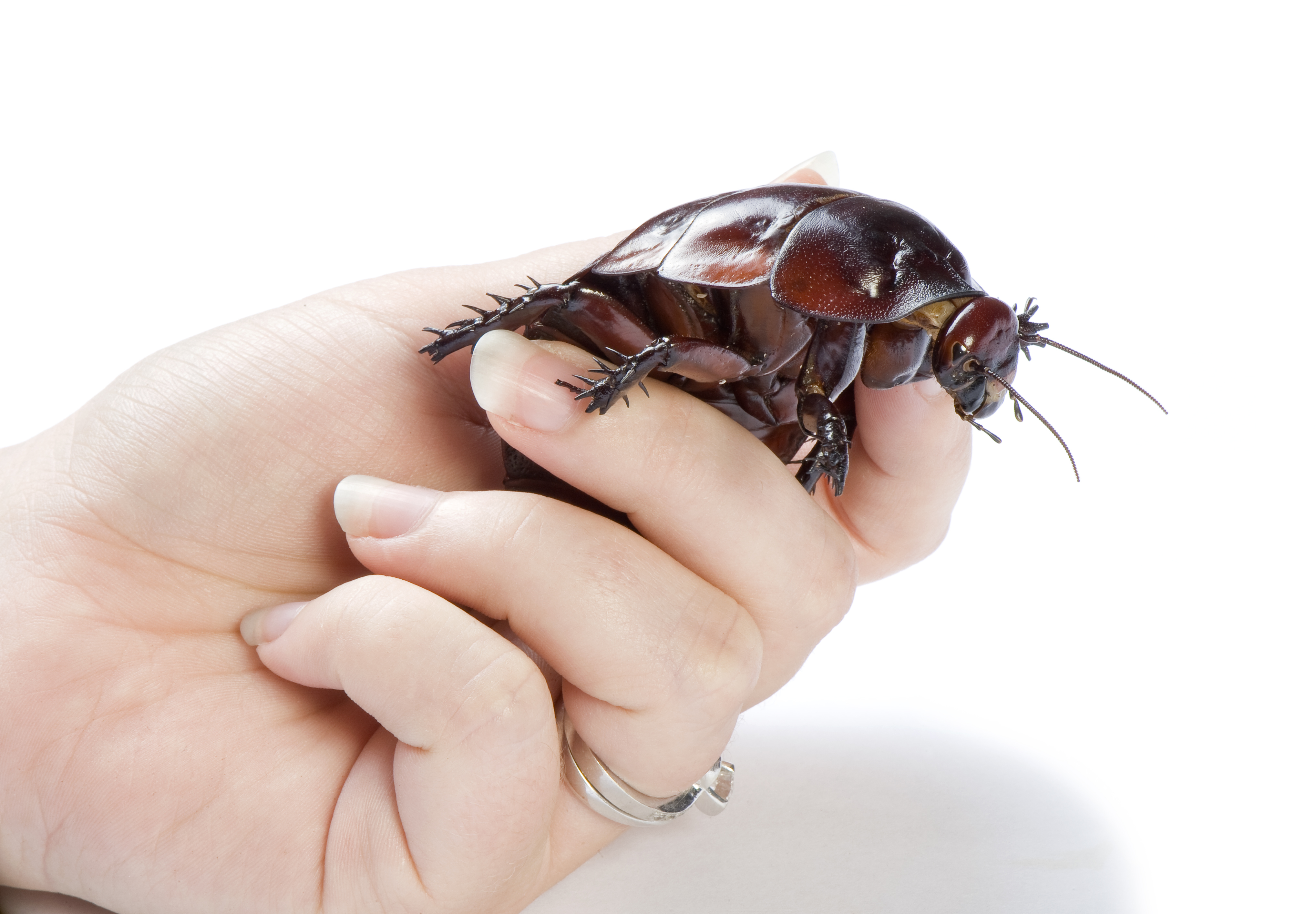 Diapositiva 22 de 30: Cucaracha gigante australiana o cucaracha rinoceronte