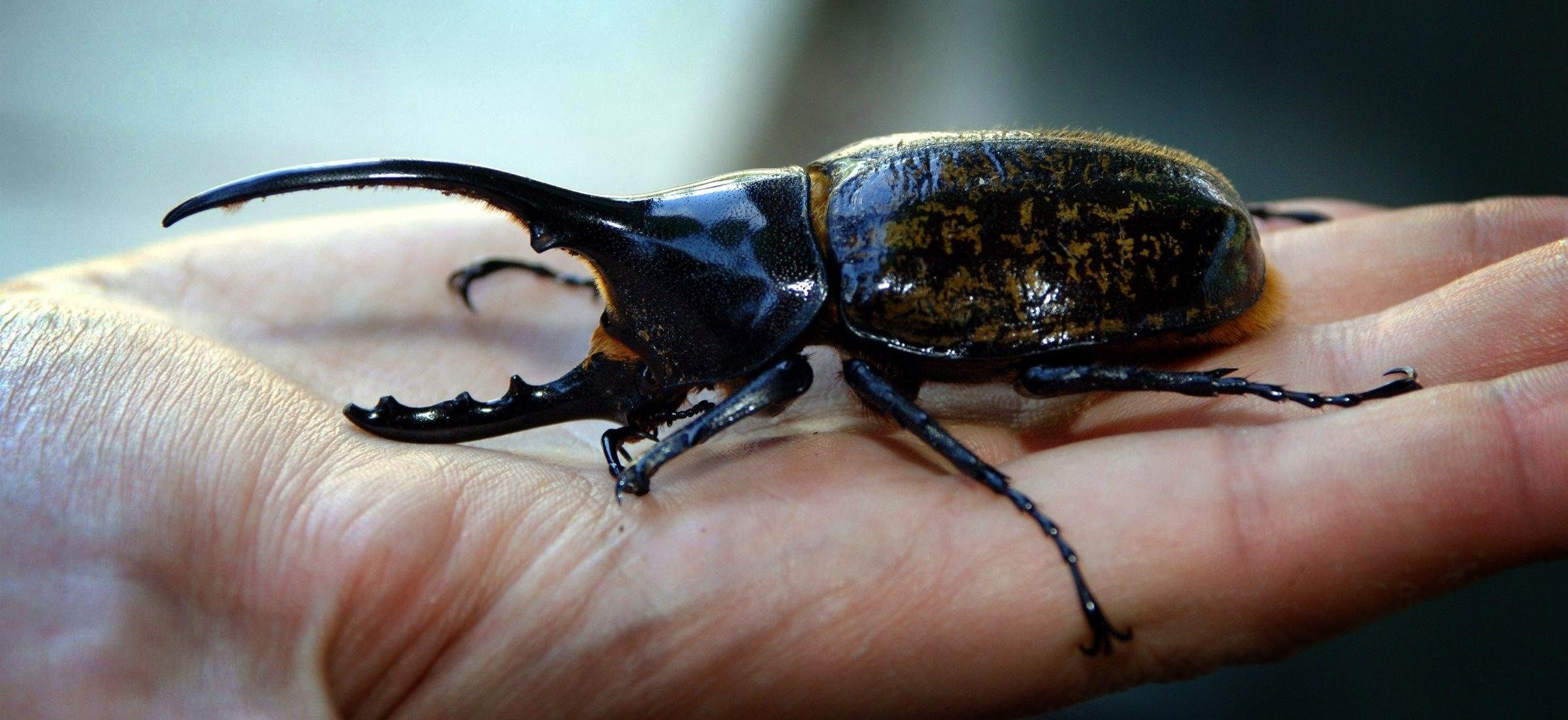 Diapositiva 7 de 30: Escarabajo Hércules